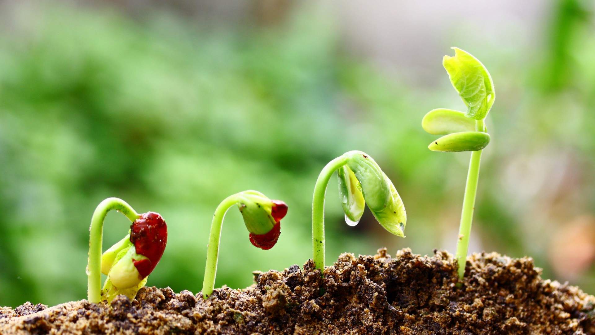 嫩芽图片