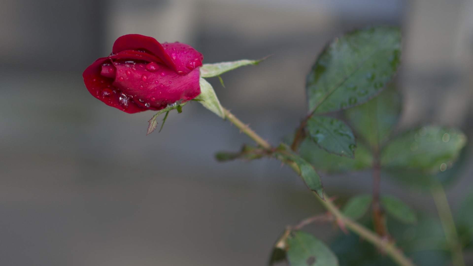 玫瑰花图片