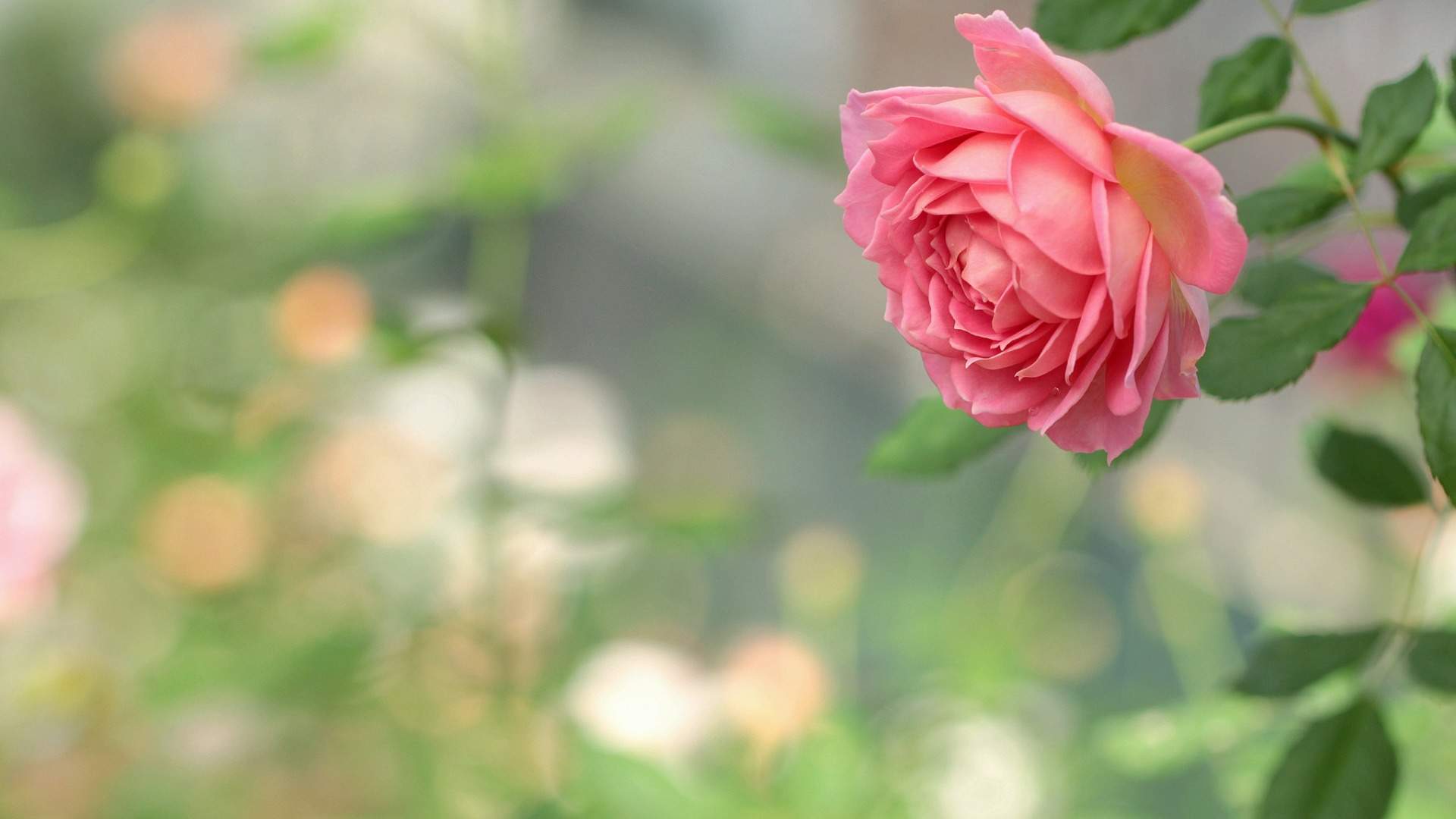 玫瑰花图片