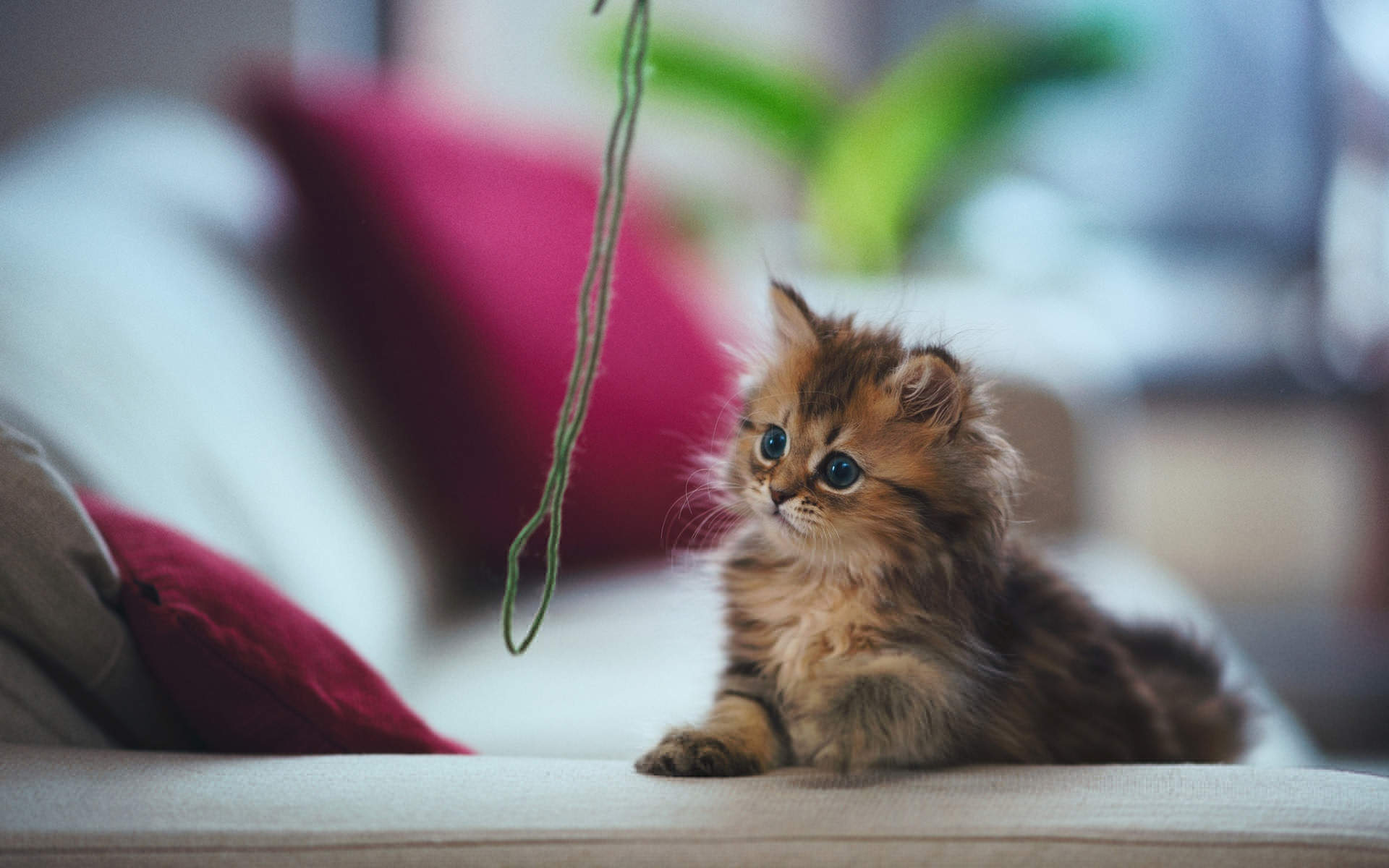 高清超可爱萌宠粉嫩的小奶猫高清手机壁纸图片