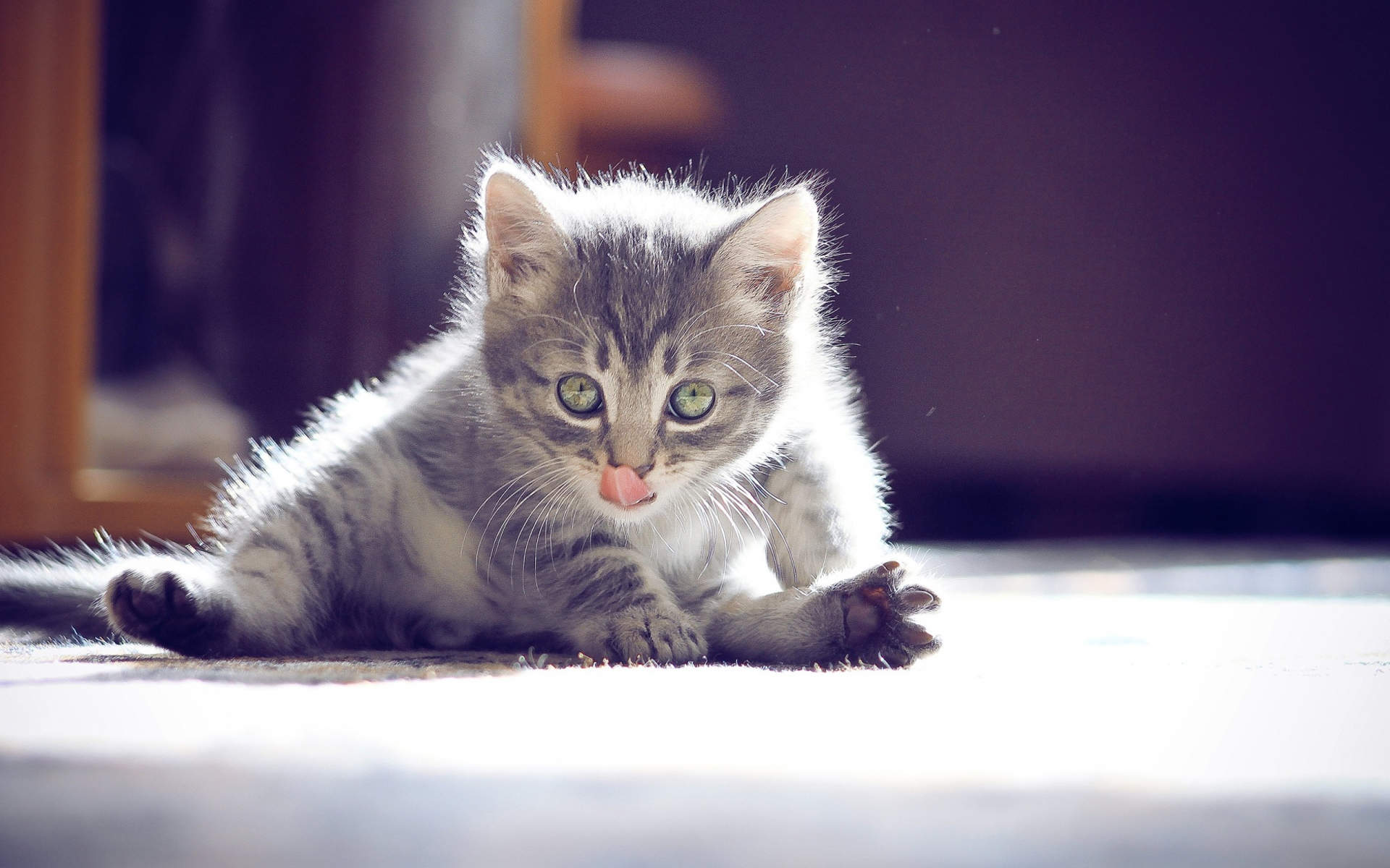 高清超可爱萌宠小奶猫唯美高清桌面壁纸图片