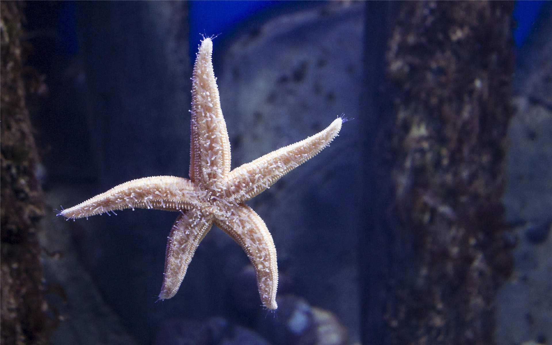 蓝色海洋海底世界动物桌面壁纸图片