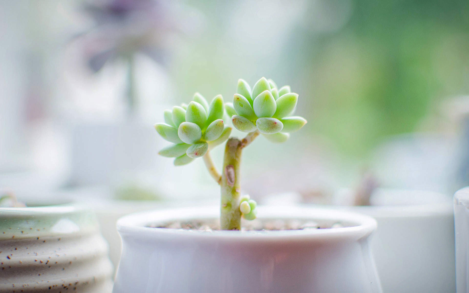 多肉植物图片