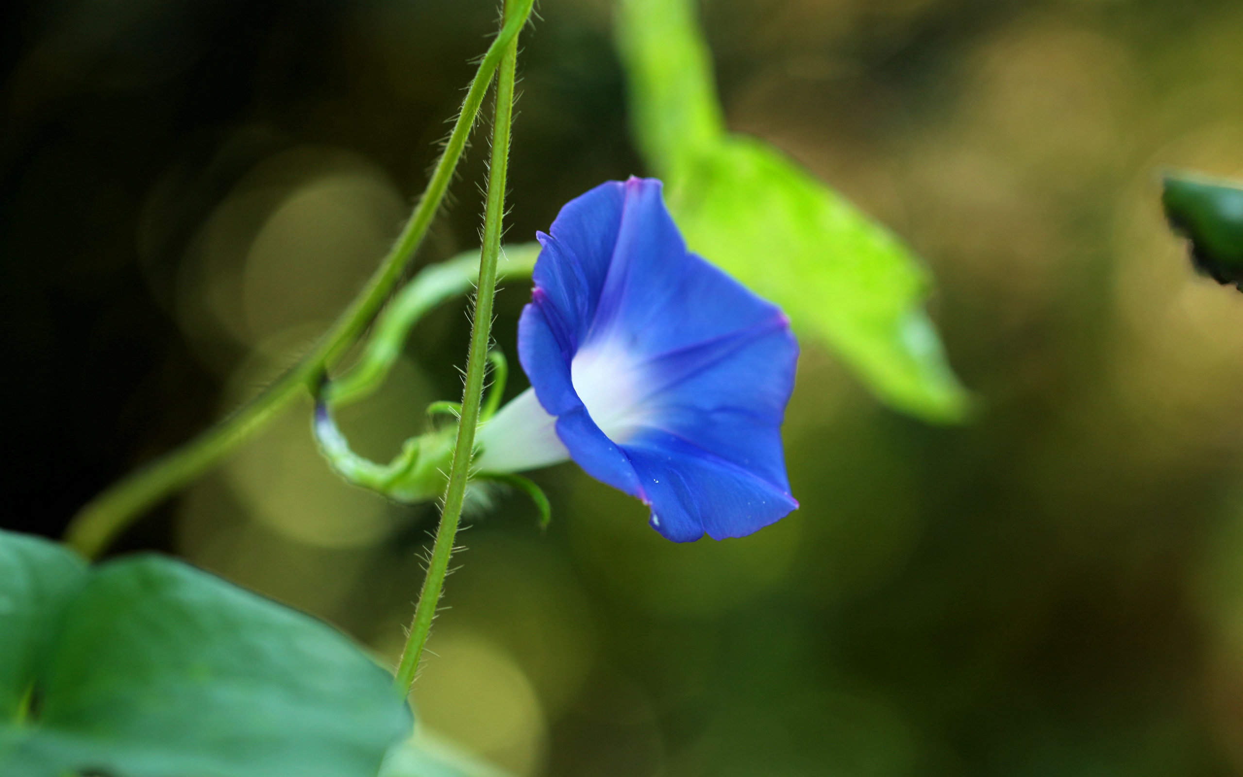 牵牛花图片
