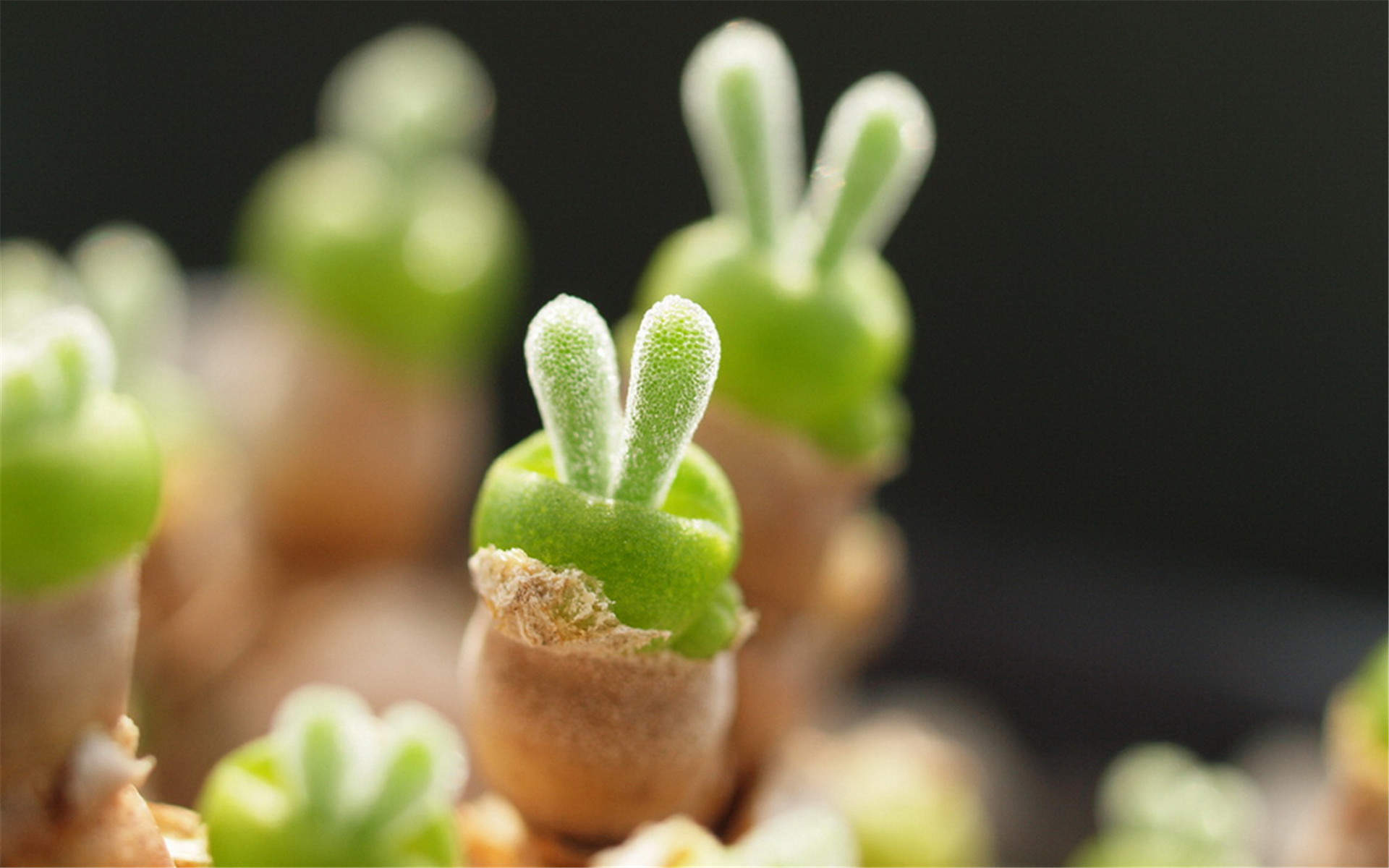 多肉植物创意多边形插画图片图片