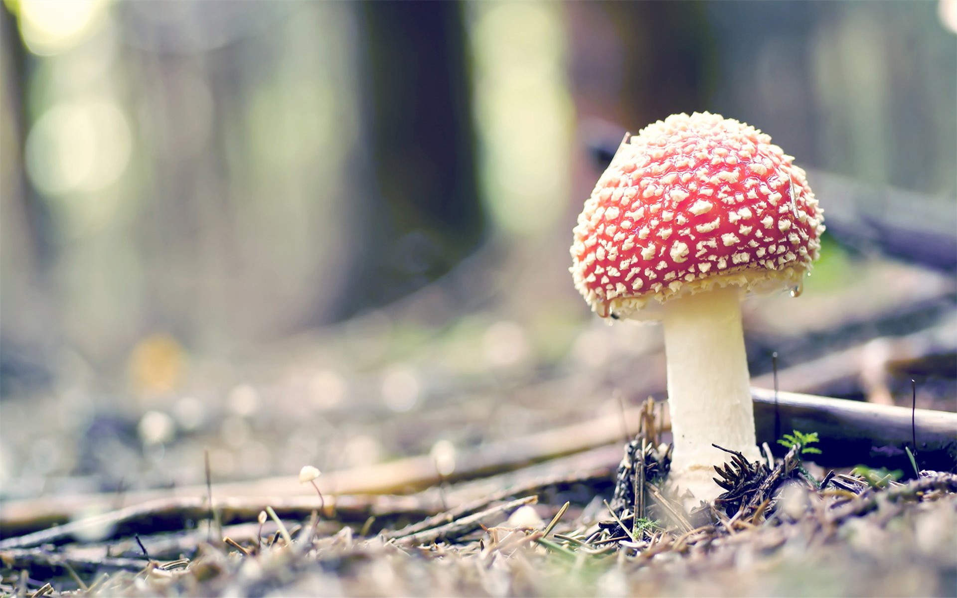 《河神2》“津门美食”剧照图片图片