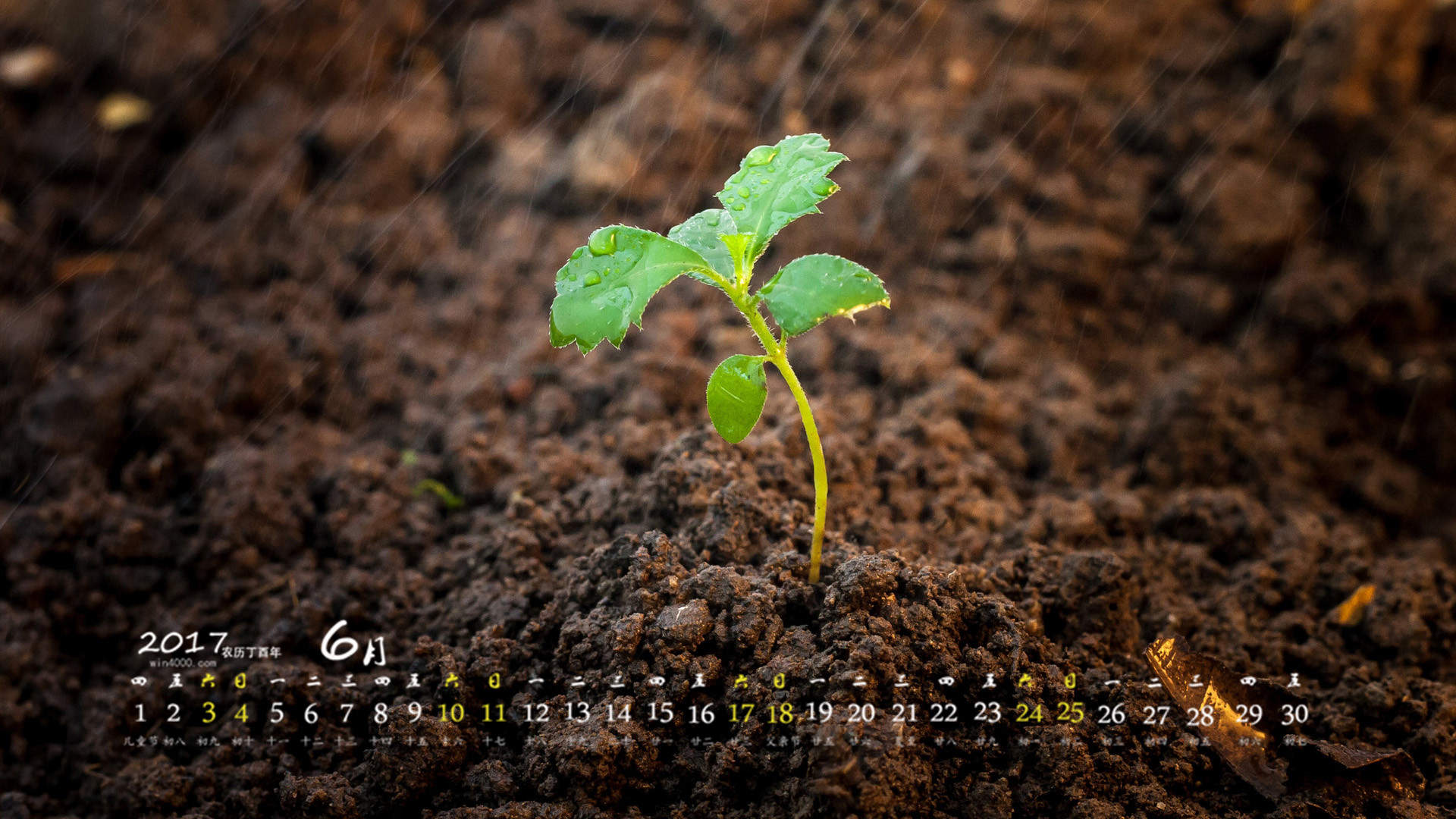 小清新植物嫩芽图片桌面壁纸图片