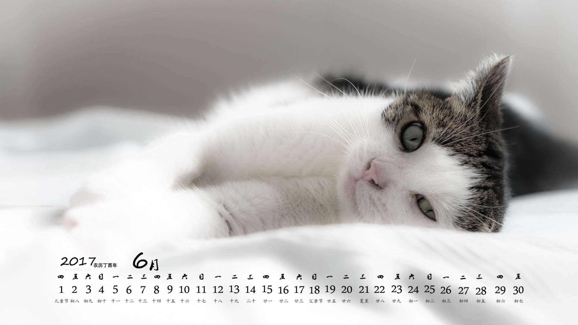 可爱卡通小猫咪高清图片手机壁纸图片