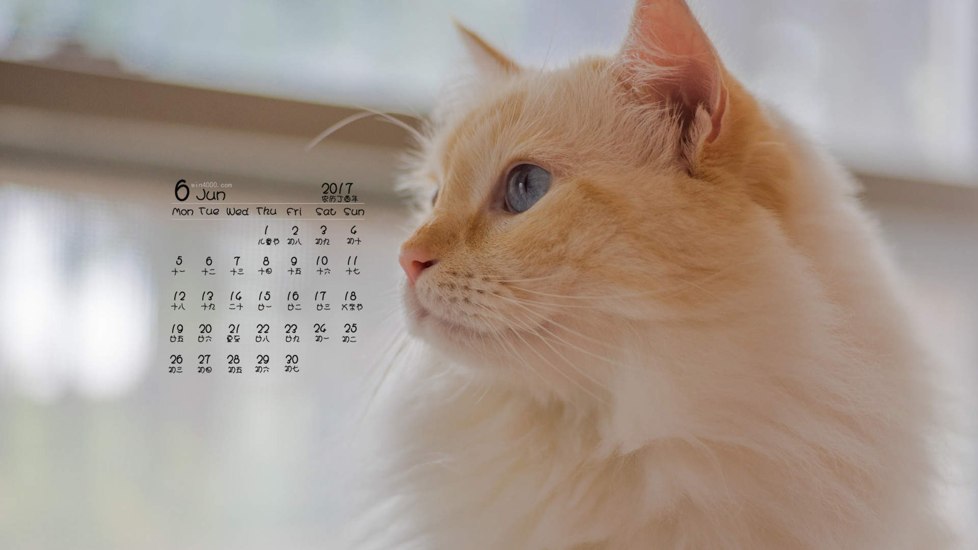 2017年6月可爱小猫日历壁纸图片