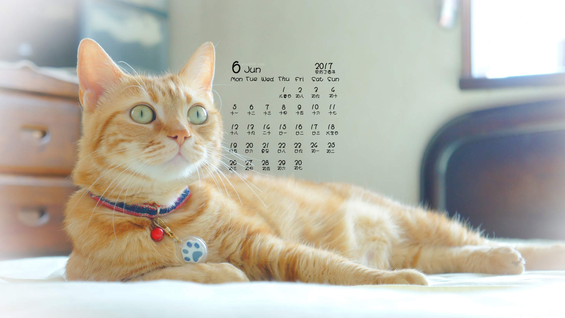 可爱卡通小猫咪高清图片手机壁纸图片
