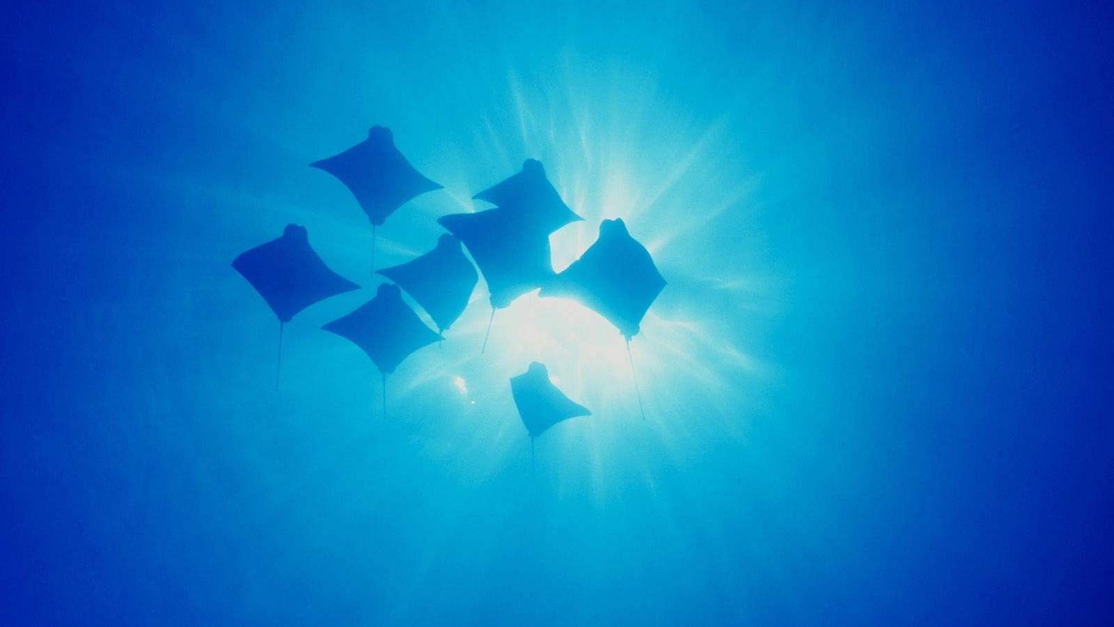 蓝色海洋海底世界动物桌面壁纸图片