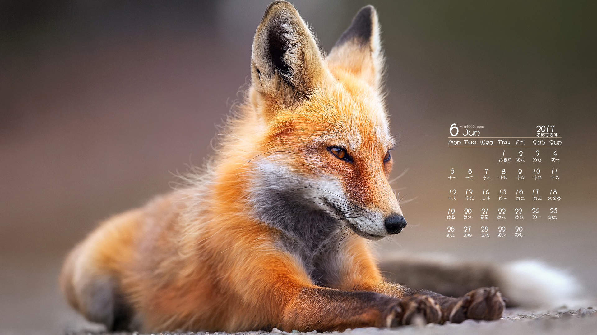 狐狸图片高清电脑桌面壁纸图片