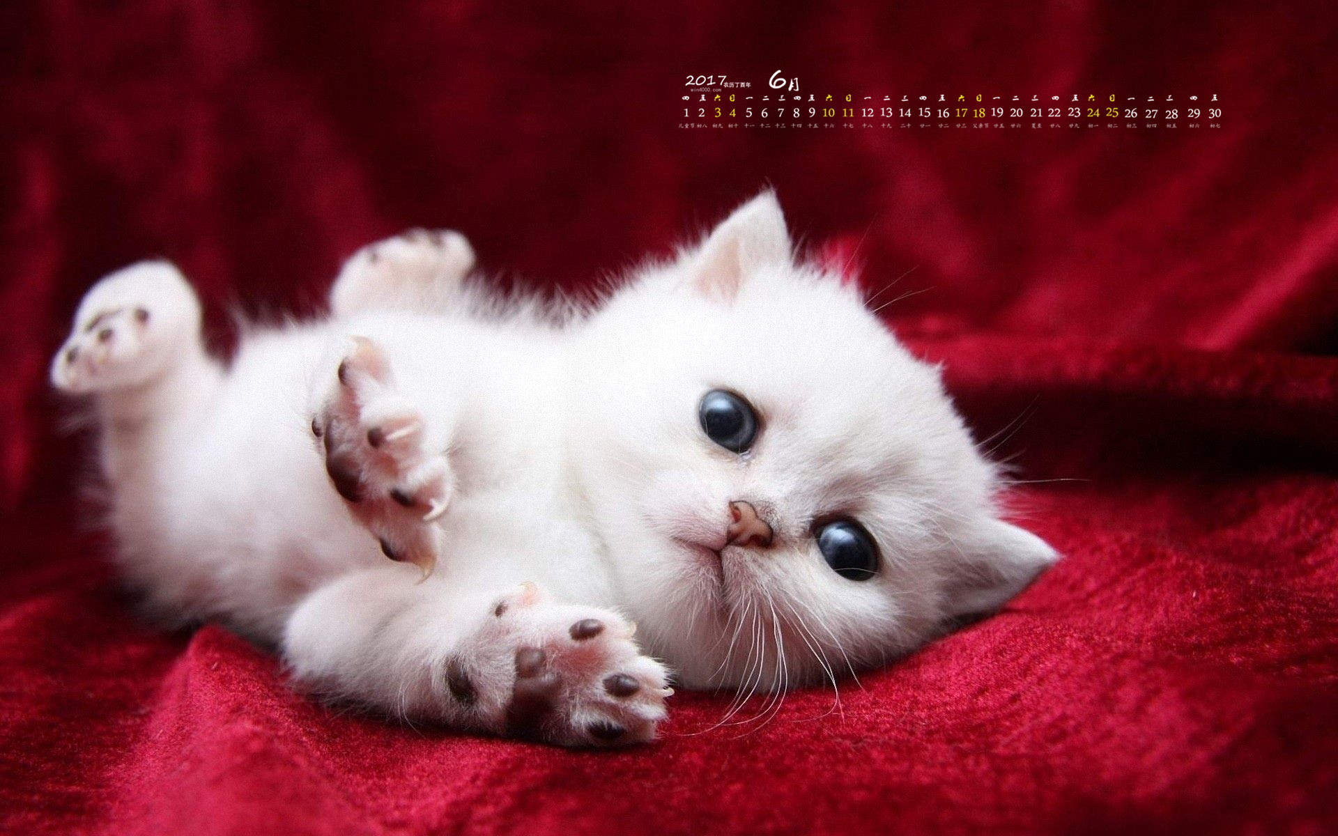 可爱小猫高清唯美桌面壁纸图片