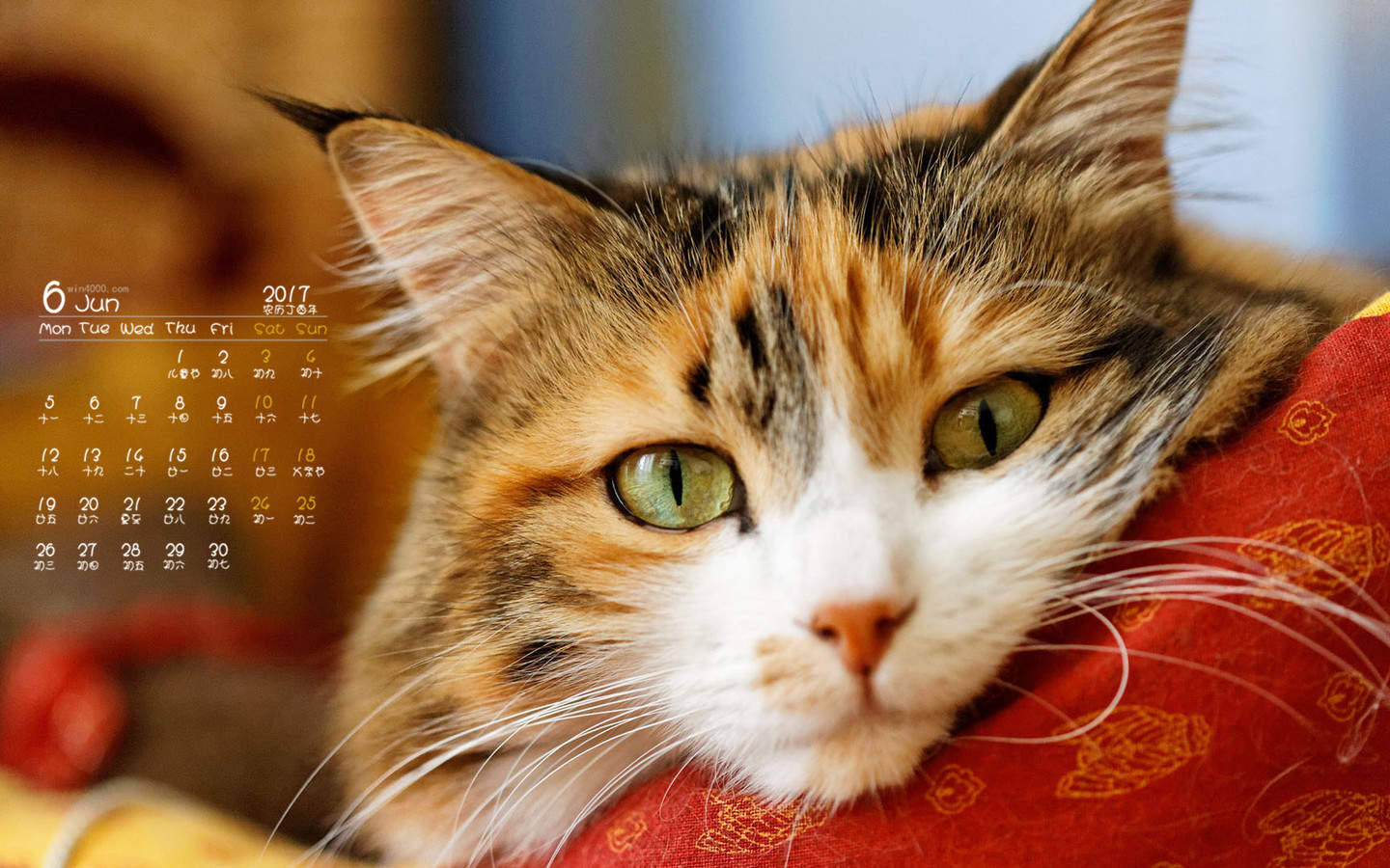 可爱卡通小猫咪高清图片手机壁纸图片