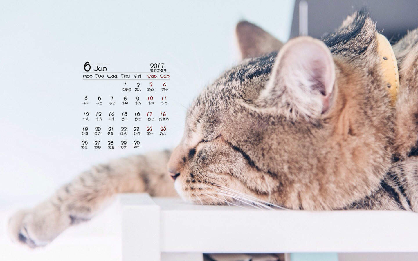 可爱小猫高清唯美桌面壁纸图片