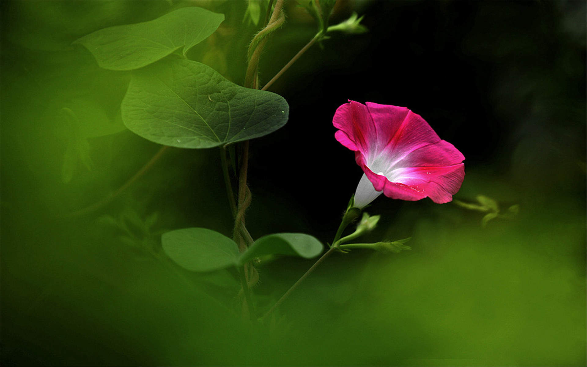 牵牛花图片