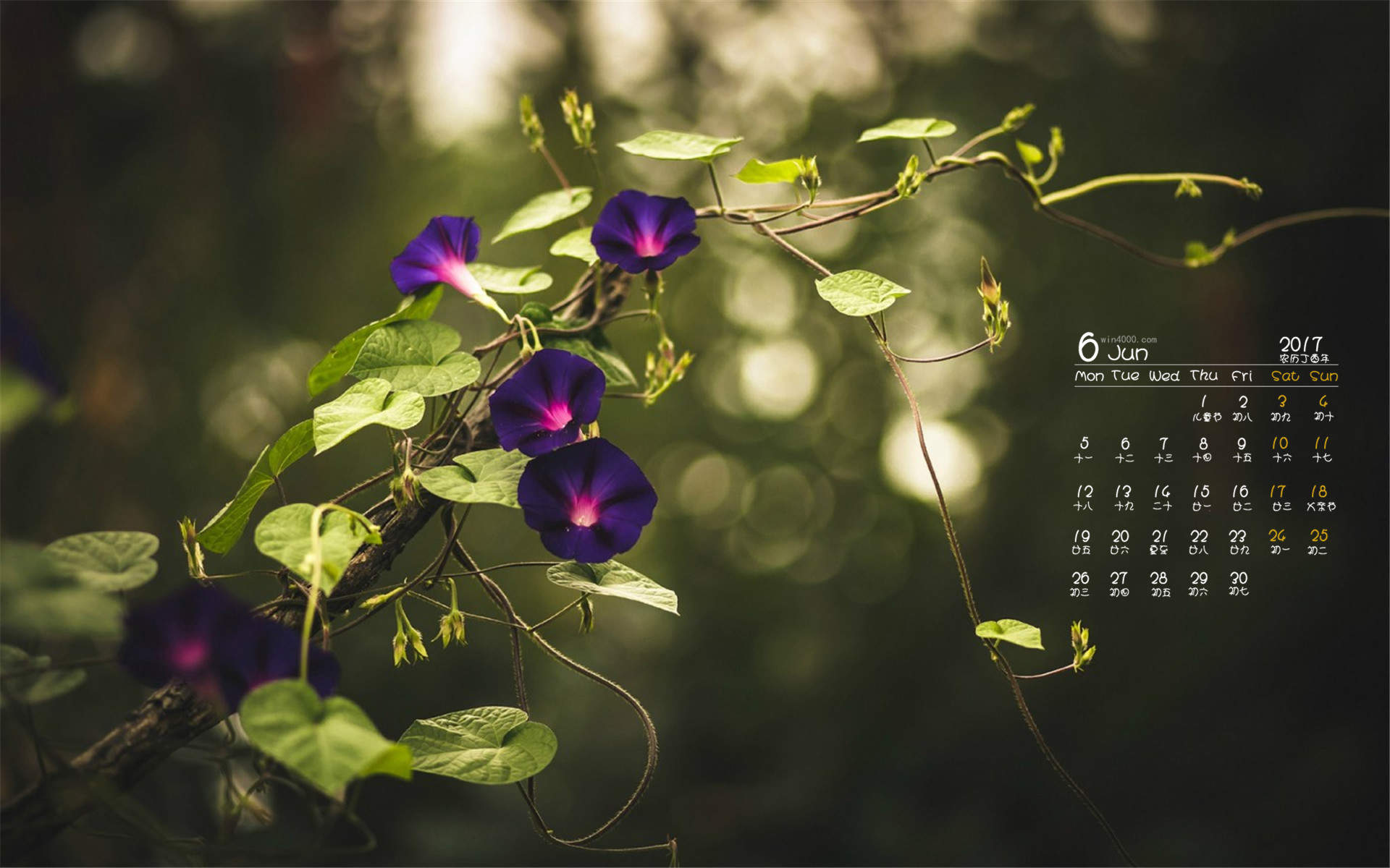牵牛花图片