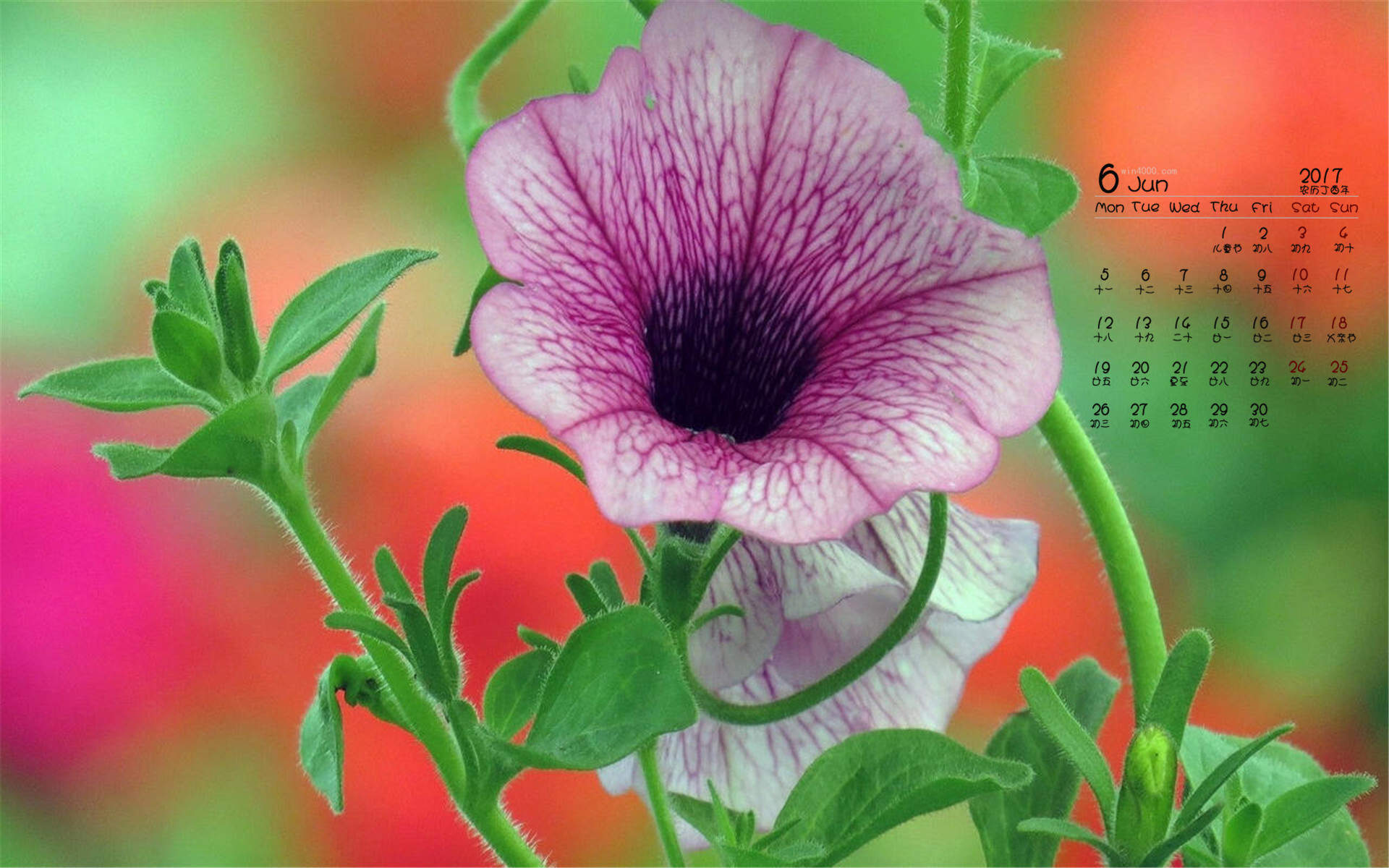 牵牛花图片