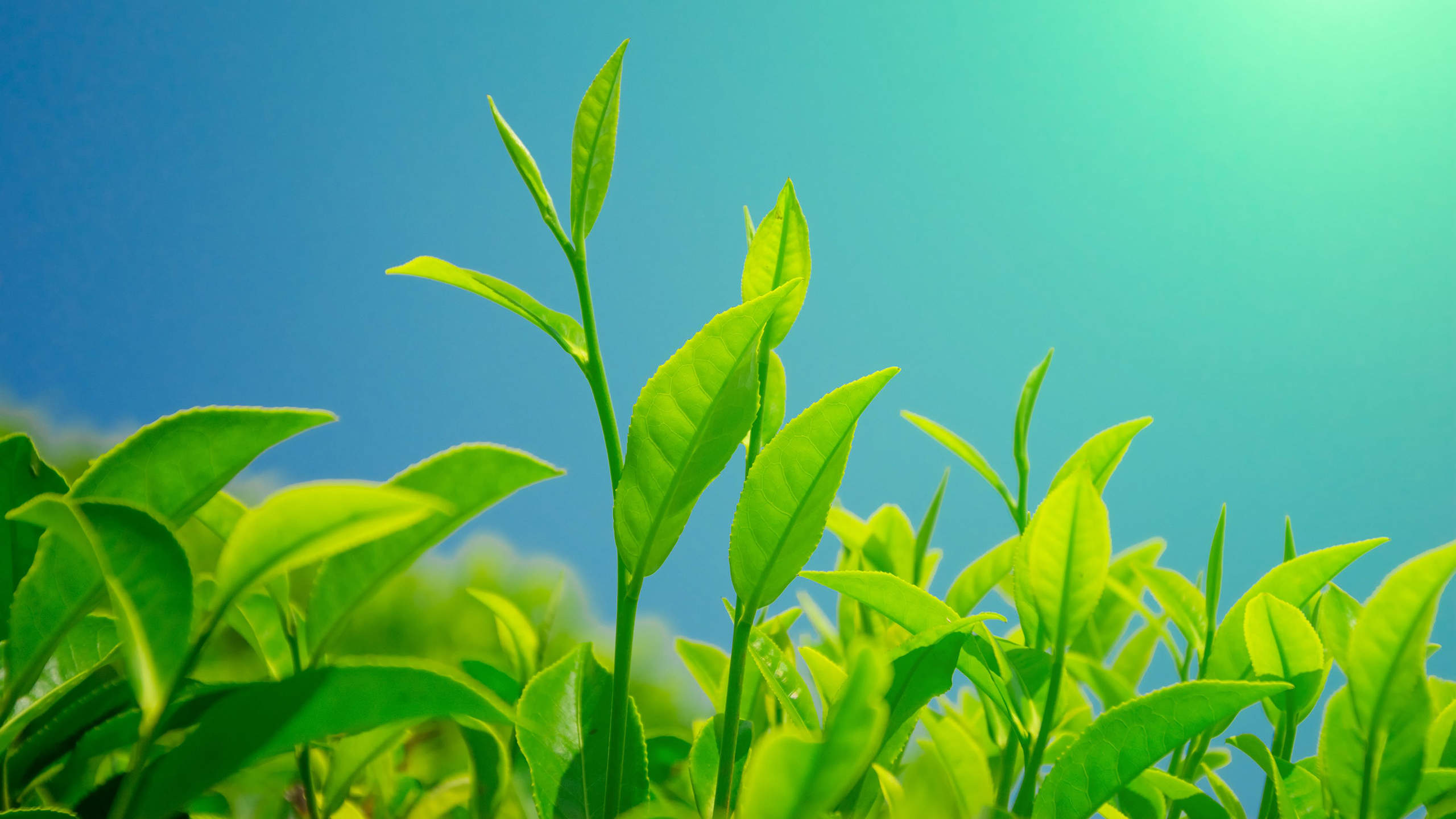 鲜嫩翠绿的茶树叶绿色高清桌面壁纸图片