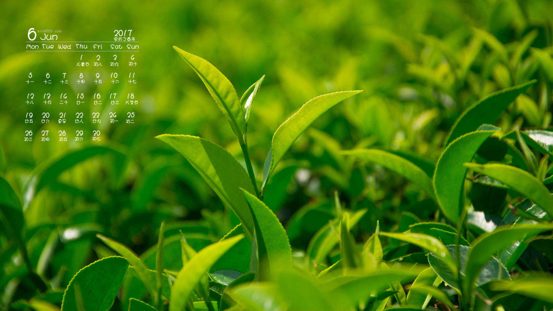 绿茶壁纸图片