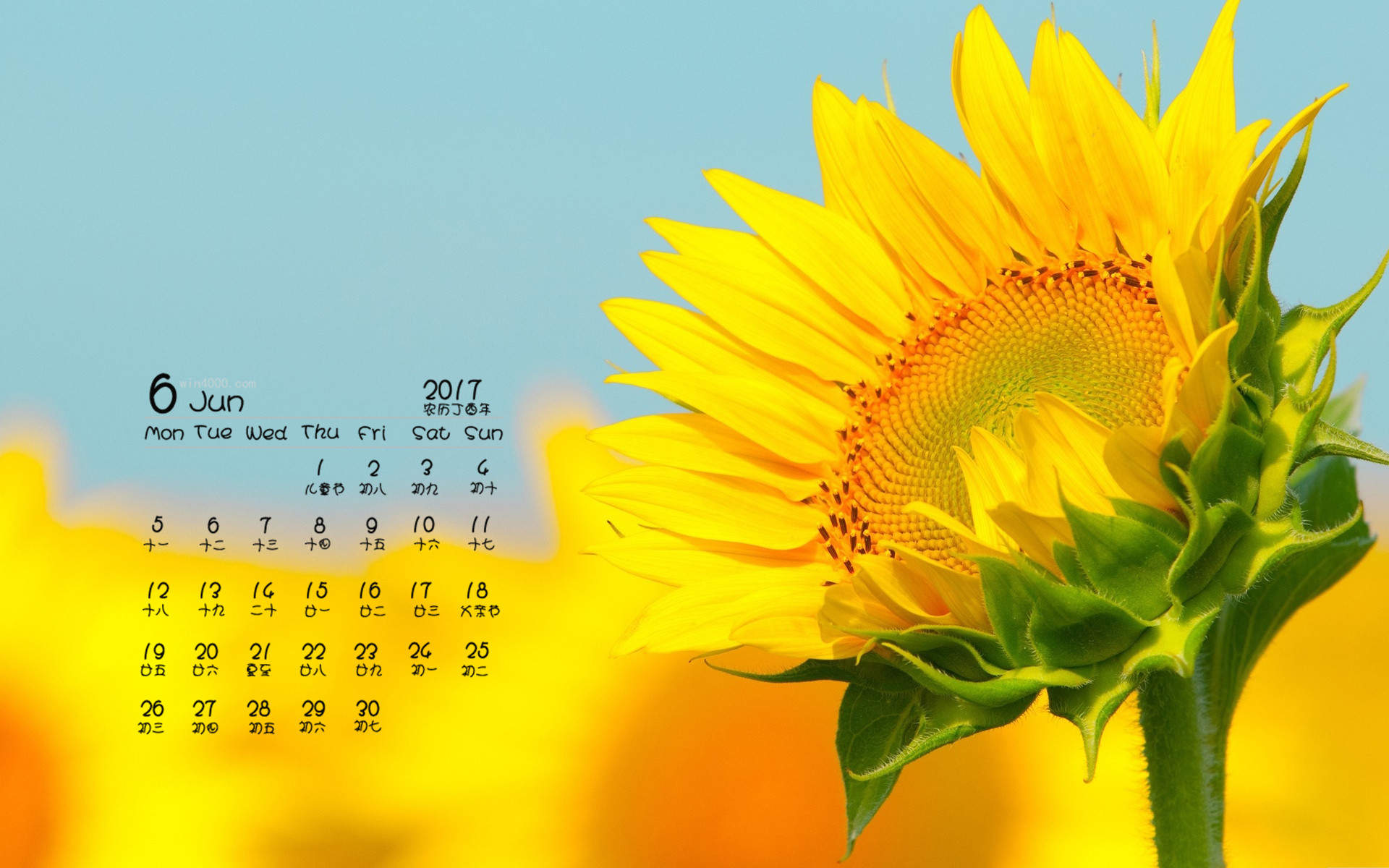 2017年6月美丽的向日葵桌面日历壁纸图片