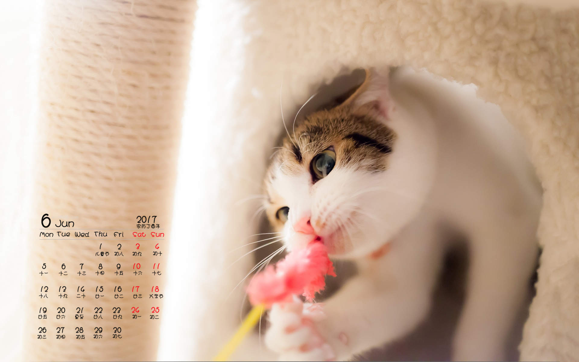小猫图片