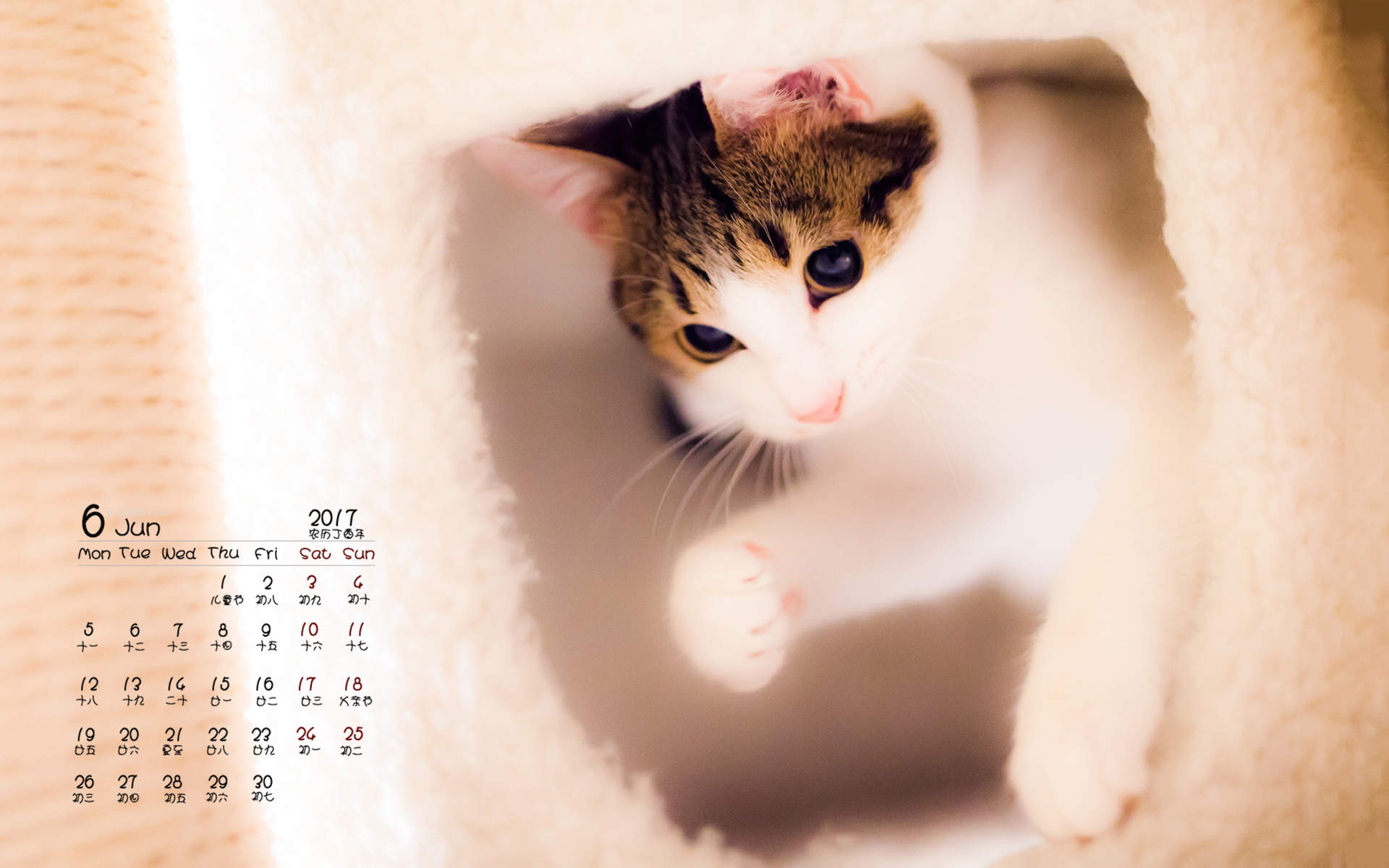 90后性感小猫咪写真图片