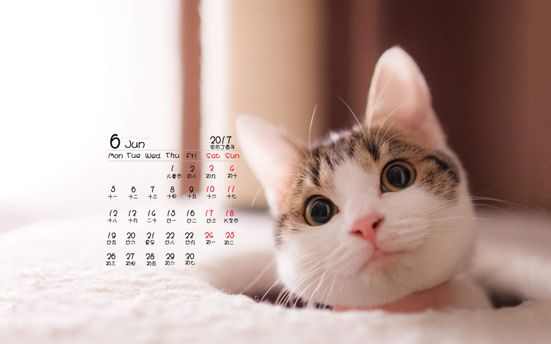 90后性感小猫咪写真图片