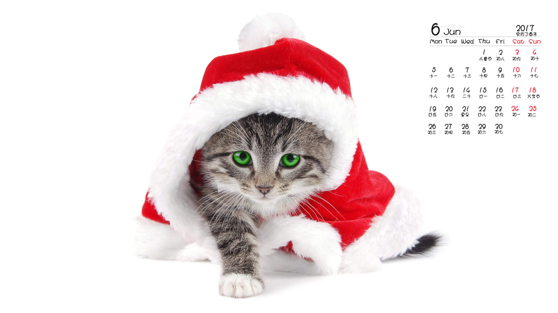 可爱卡通小猫咪高清图片手机壁纸图片
