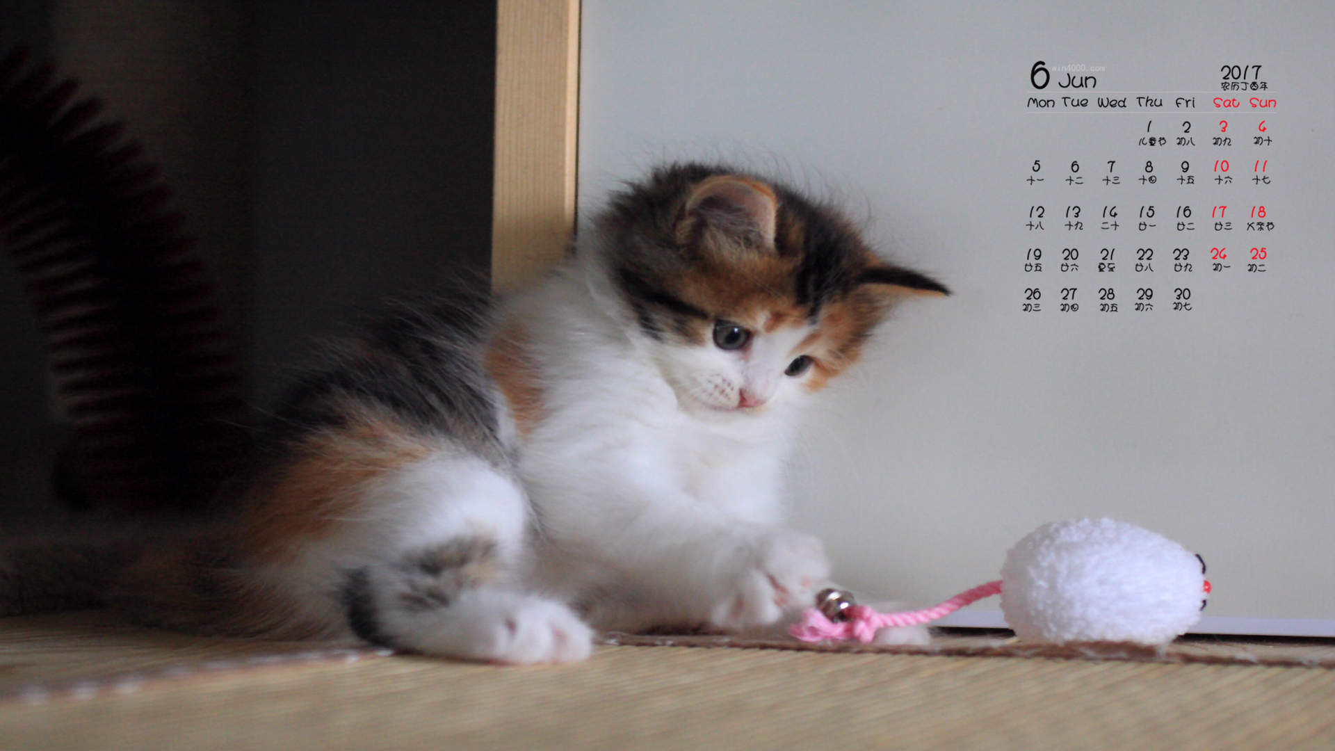 超可爱小猫图片高清手机壁纸图片
