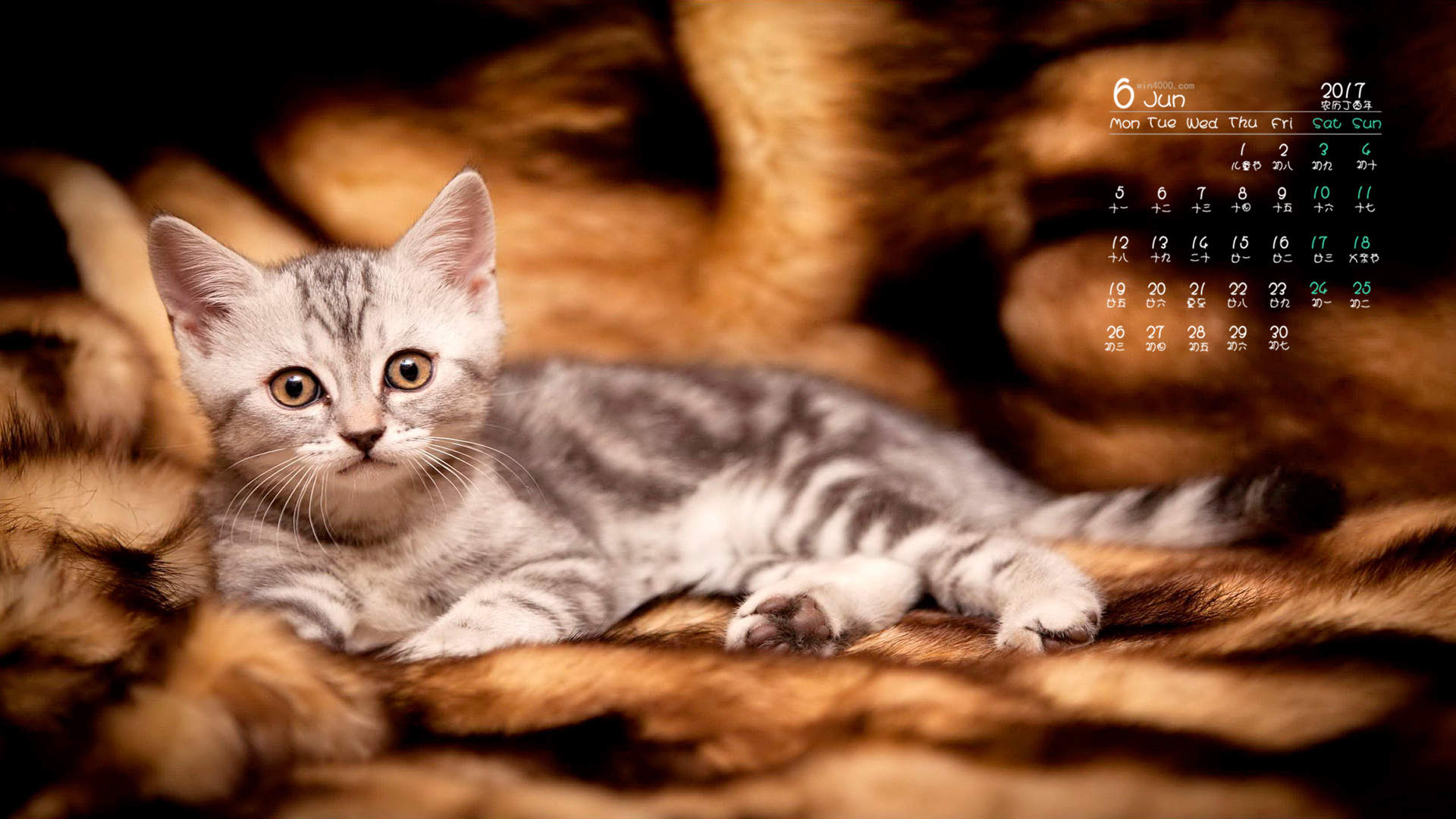 可爱卡通小猫咪高清图片手机壁纸图片