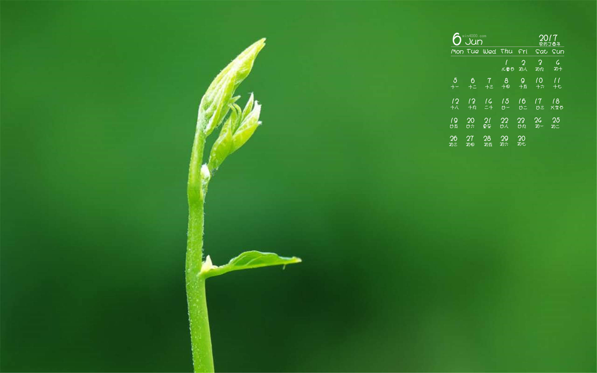 唯美绿色护眼植物嫩芽高清宽屏壁纸图片