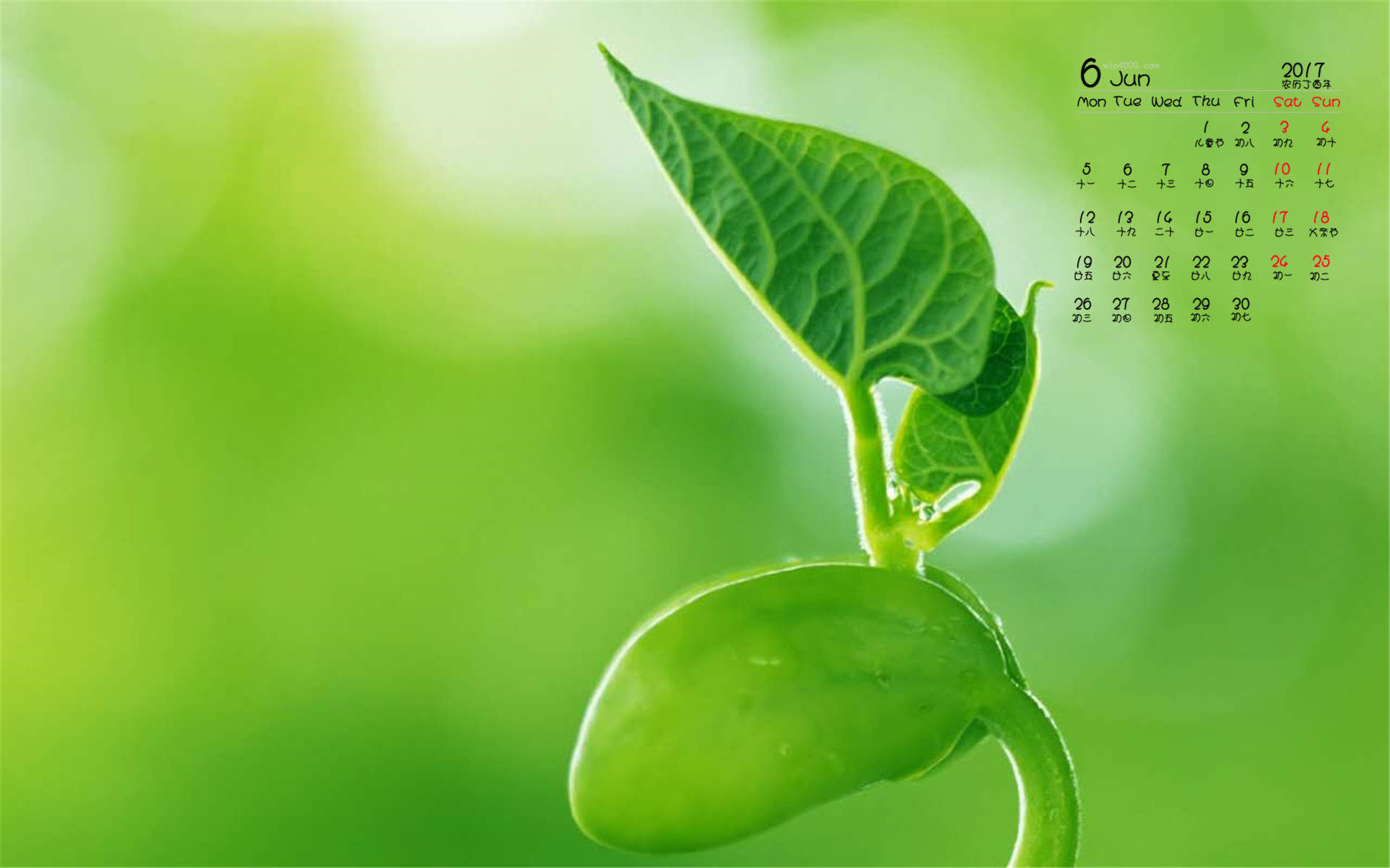 小清新植物嫩芽图片桌面壁纸图片