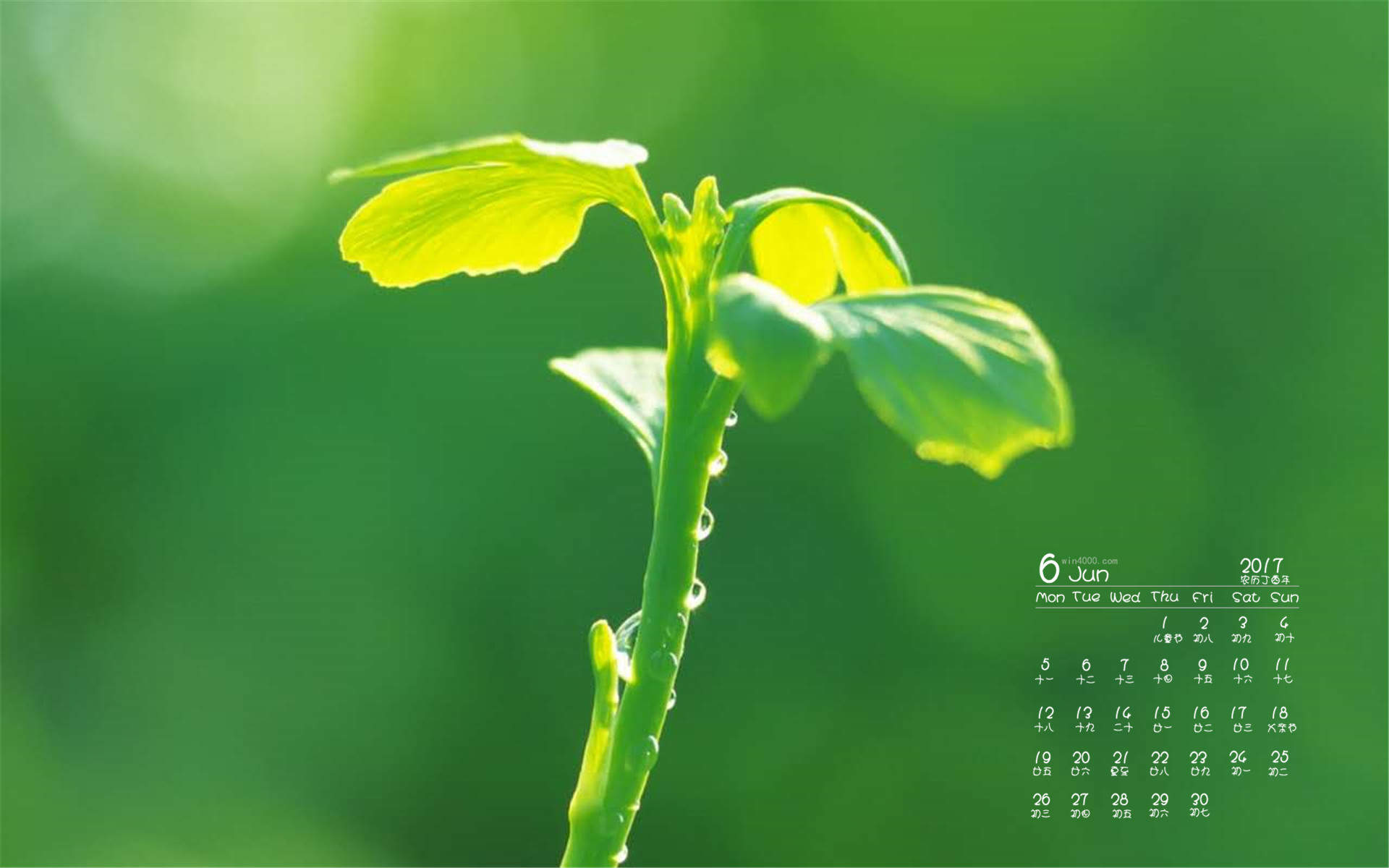 小清新植物嫩芽图片桌面壁纸图片