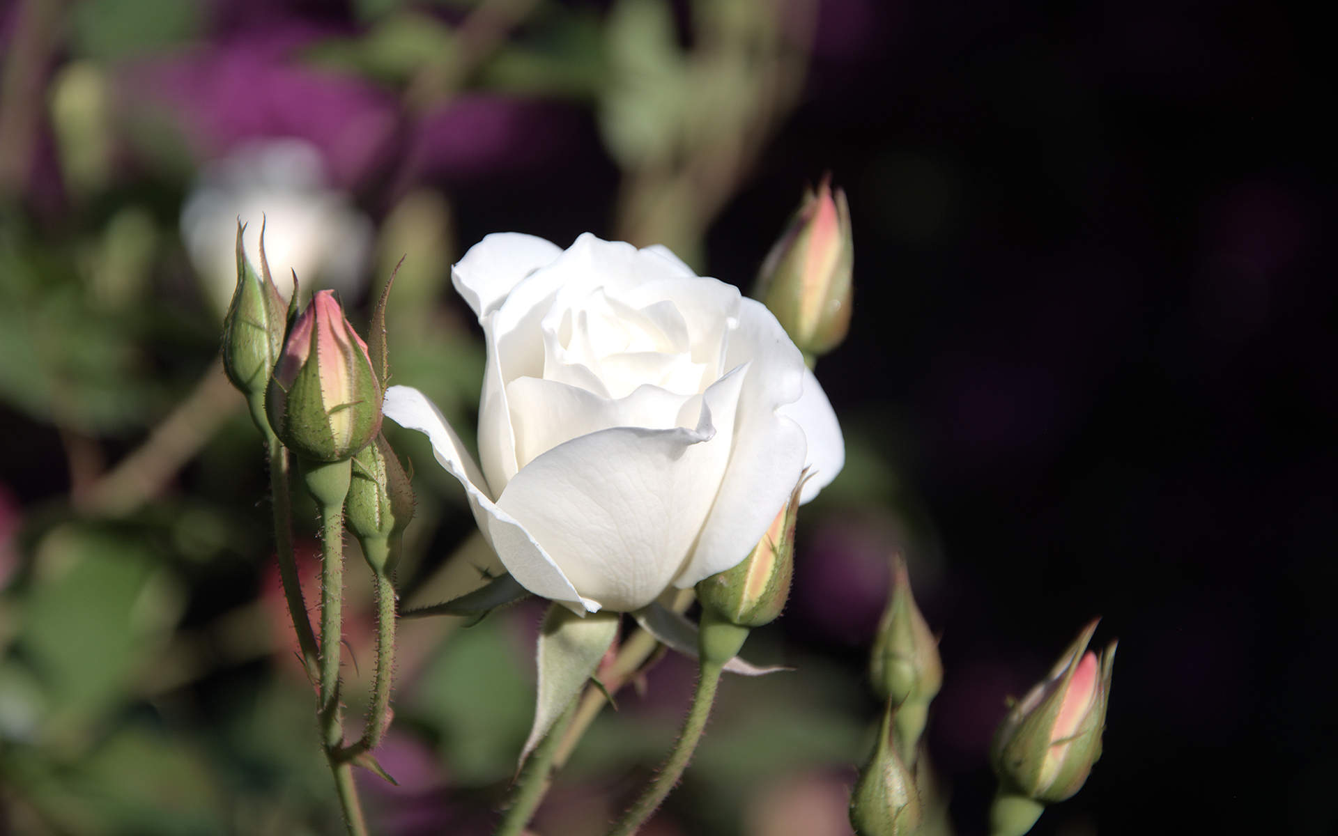 红玫瑰高清唯美花卉植物图片壁纸图片