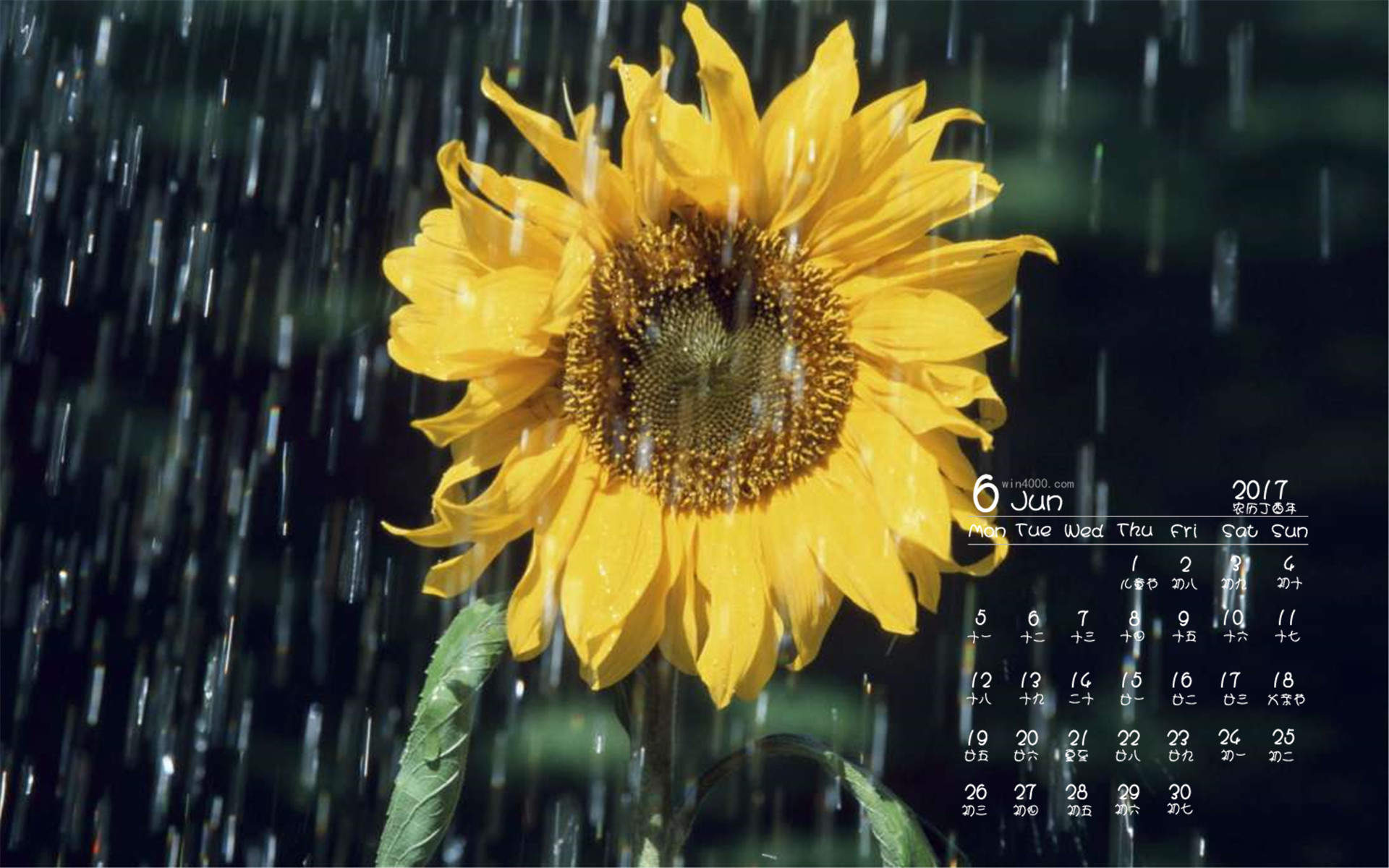 向日葵图片