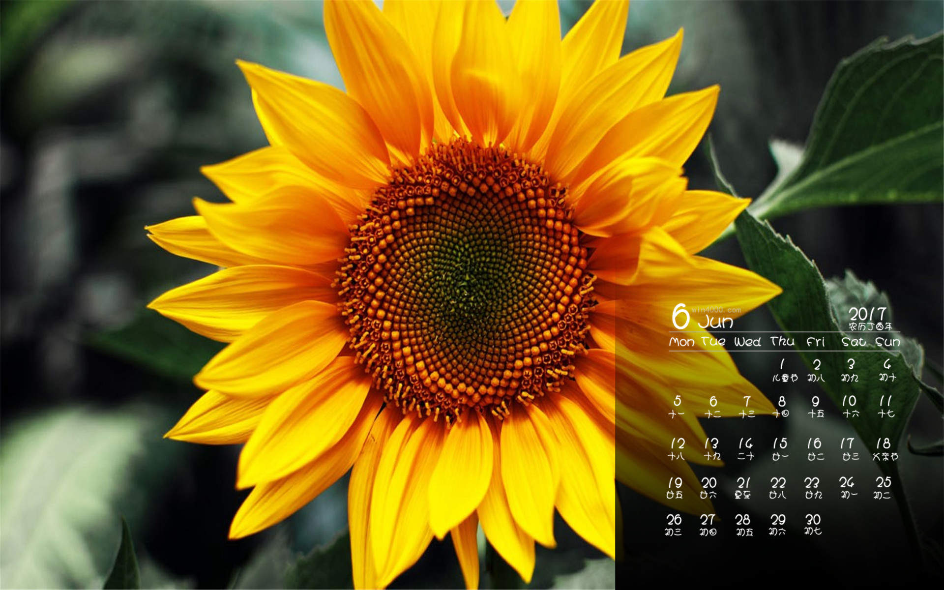 唯美向日葵花高清桌面壁纸图片