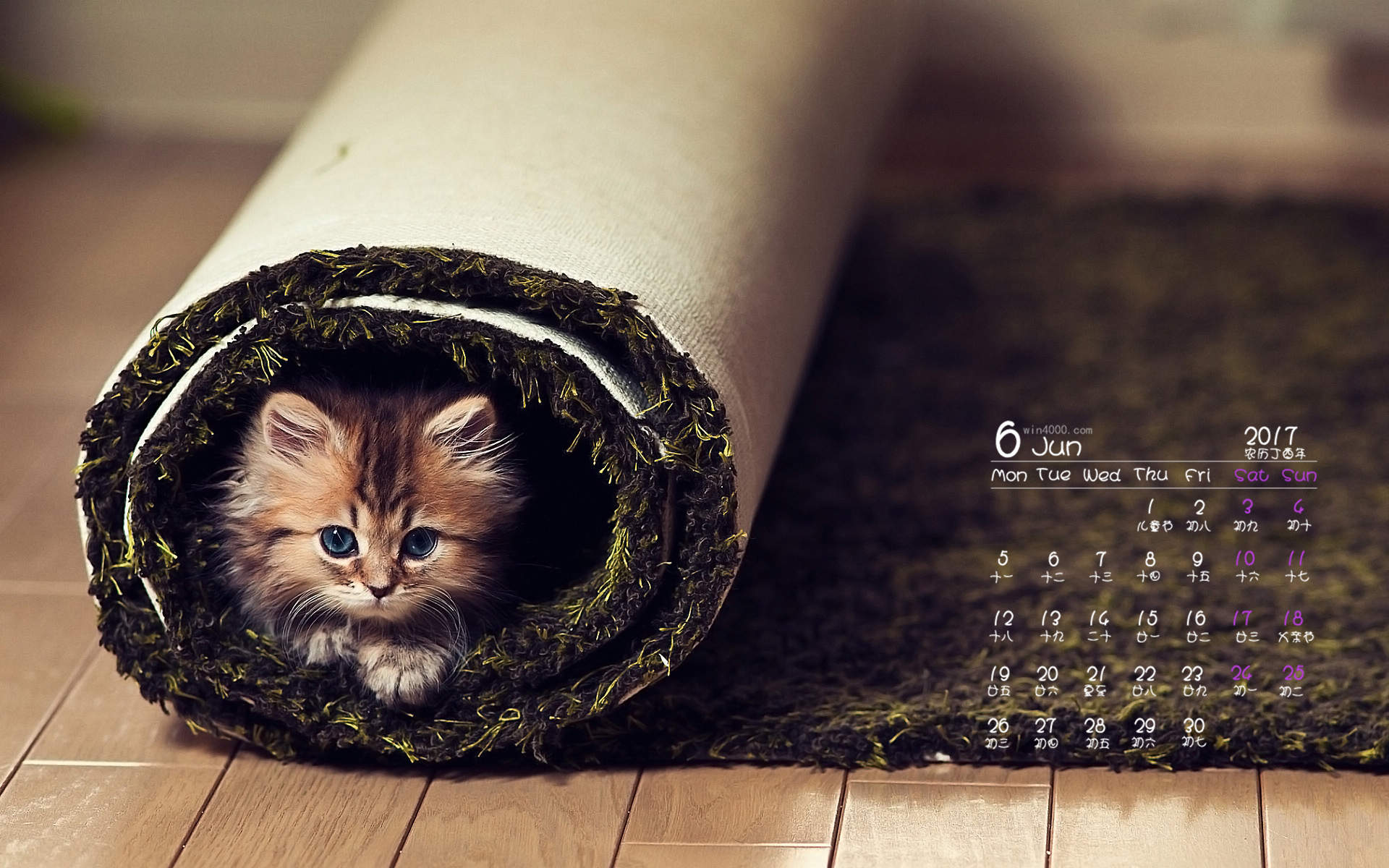 90后性感小猫咪写真图片