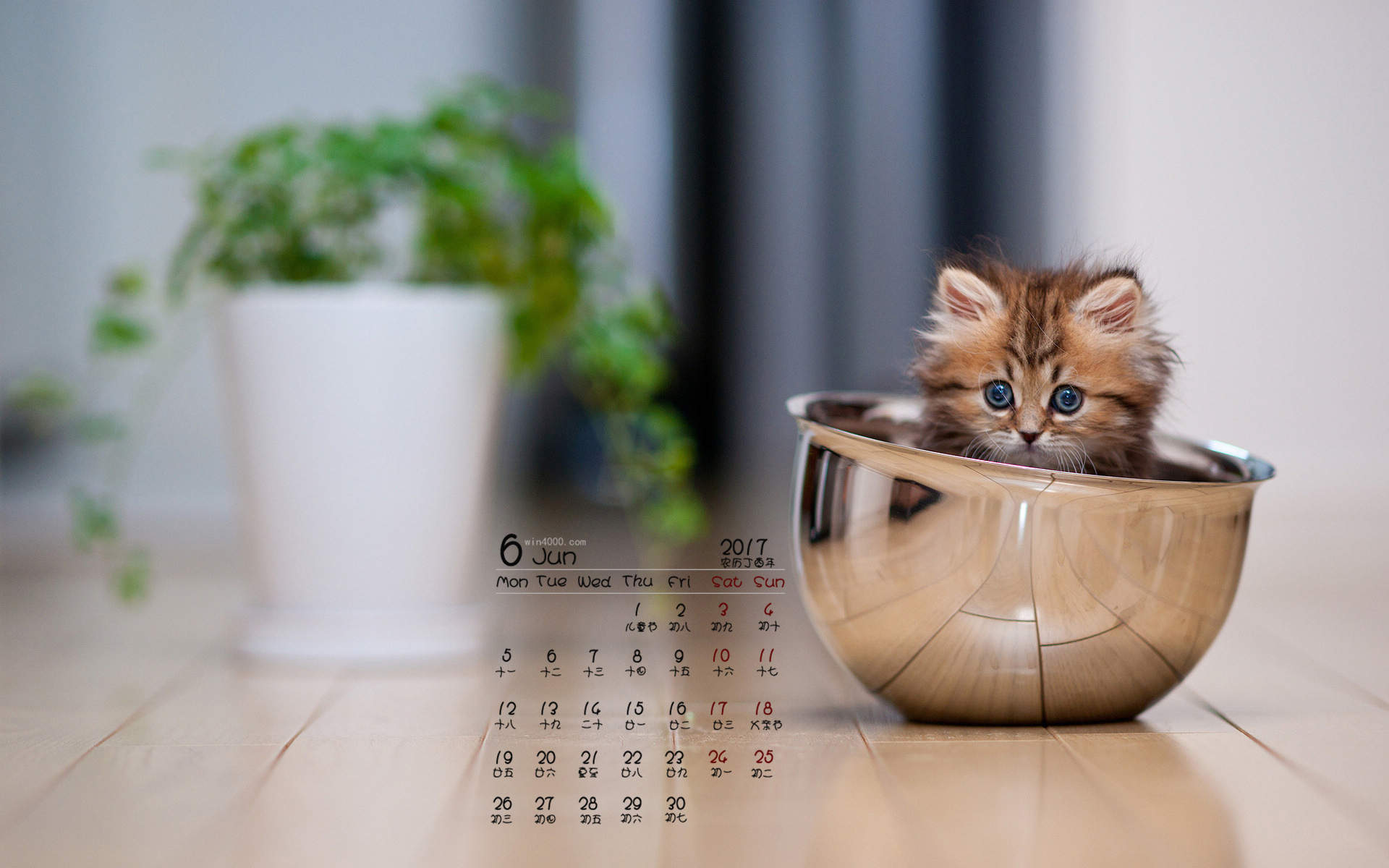 90后性感小猫咪写真图片