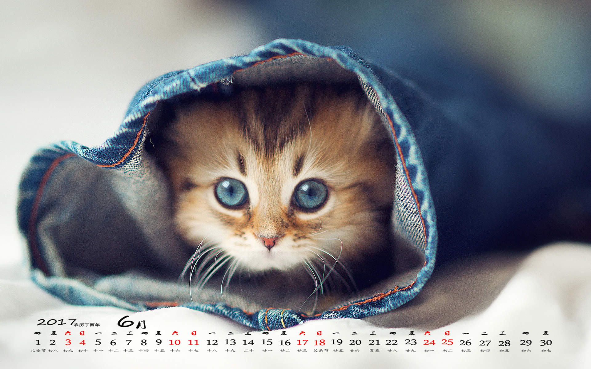 超可爱小猫图片高清手机壁纸图片