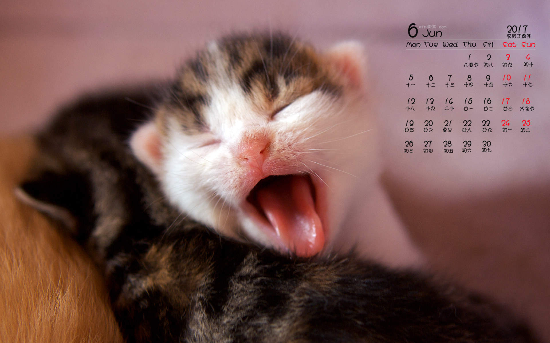 90后性感小猫咪写真图片