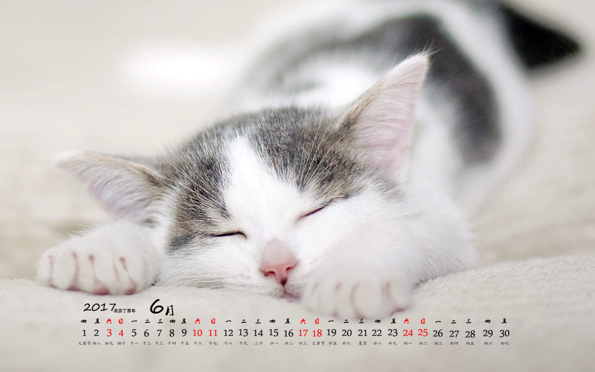 小猫图片