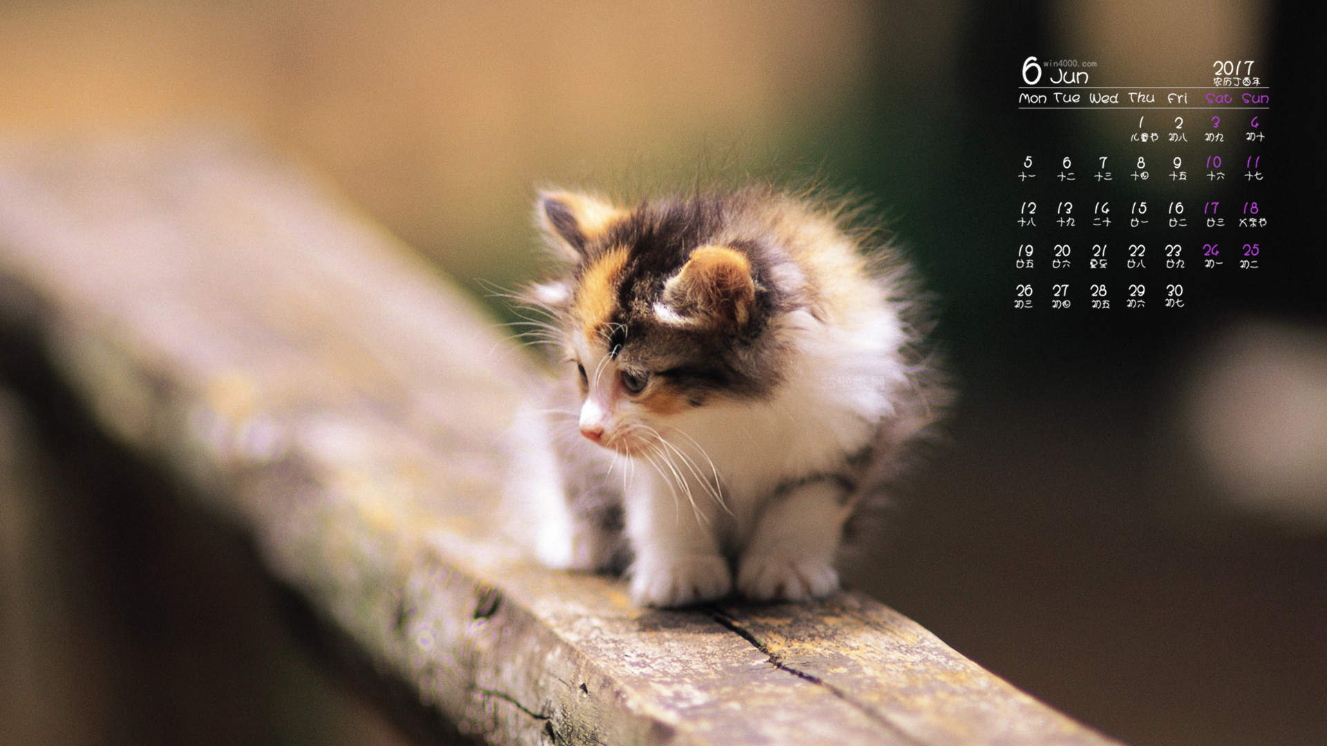 可爱萌宠猫咪图片 卖萌清新的小猫咪头像图片 喵星人头像图片图片
