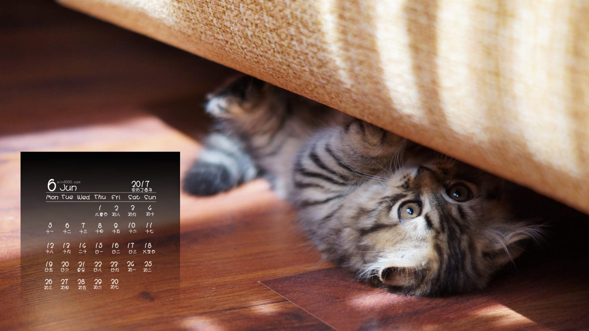 超可爱小猫图片高清手机壁纸图片