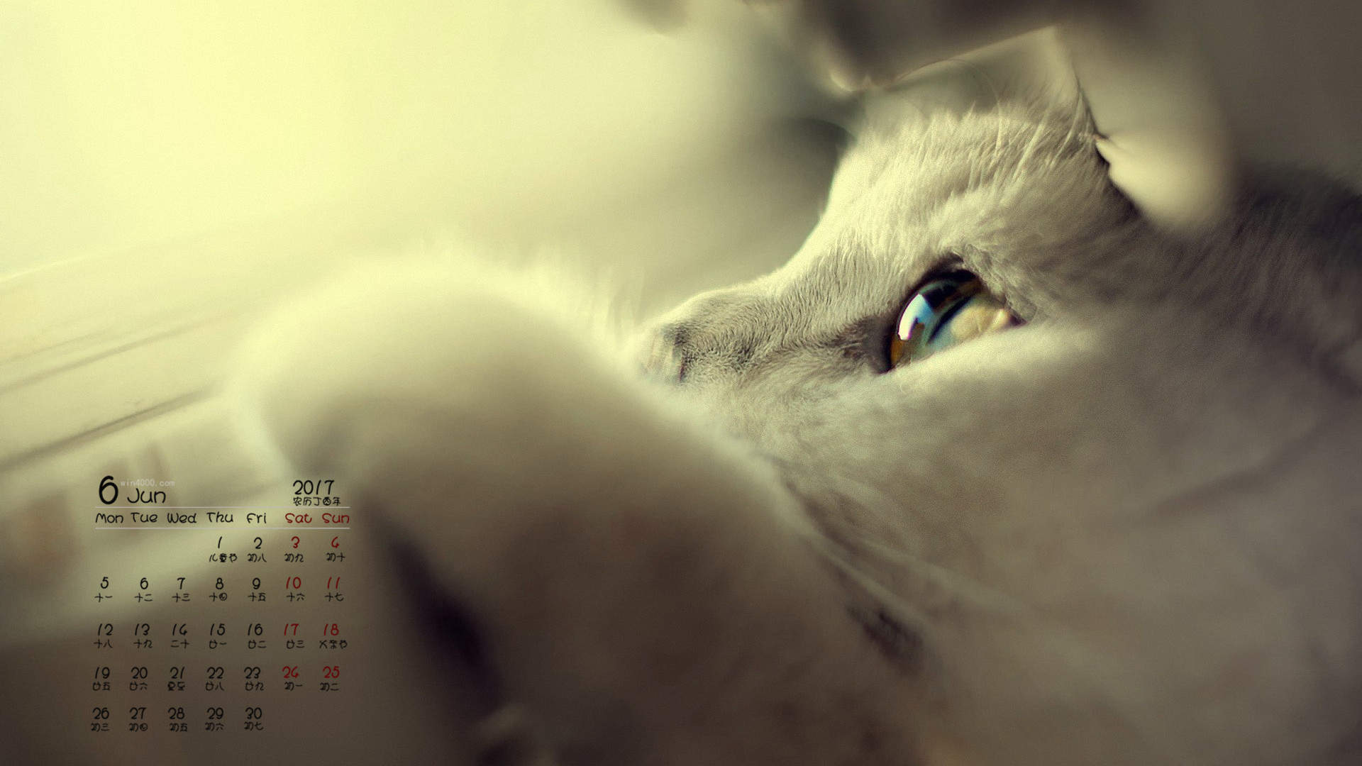 超可爱小猫图片高清手机壁纸图片