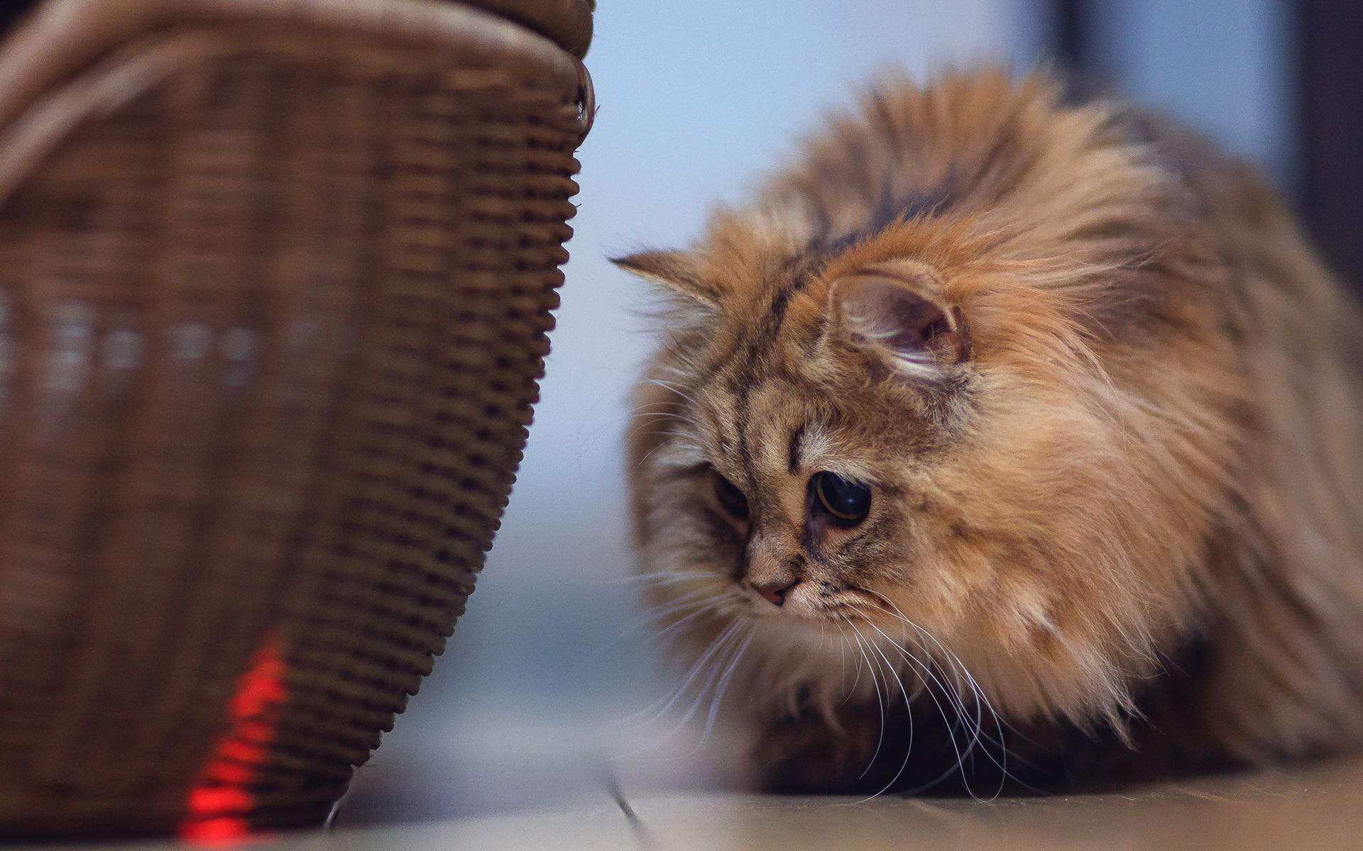 可爱卡通小猫咪高清图片手机壁纸图片