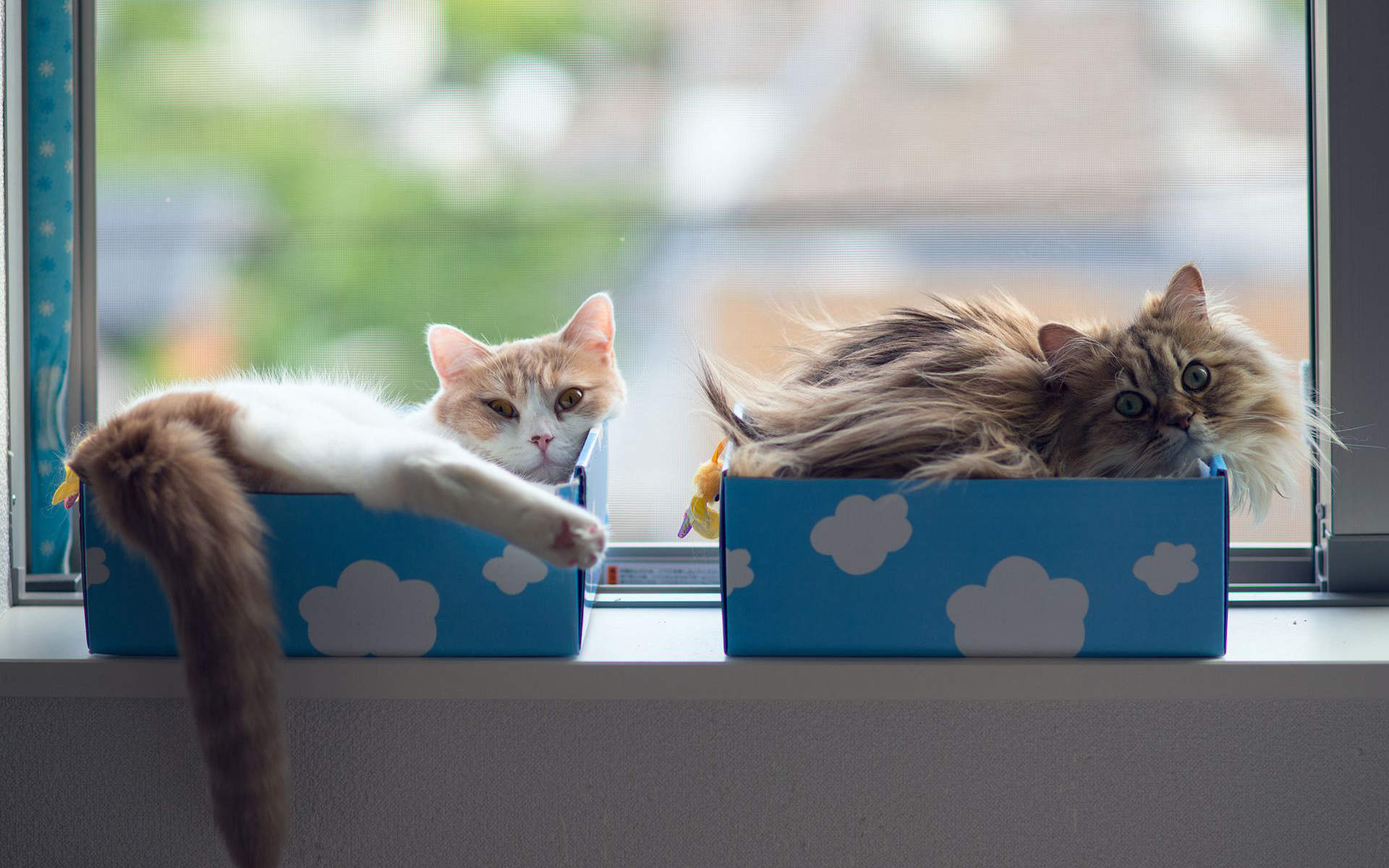 小猫图片