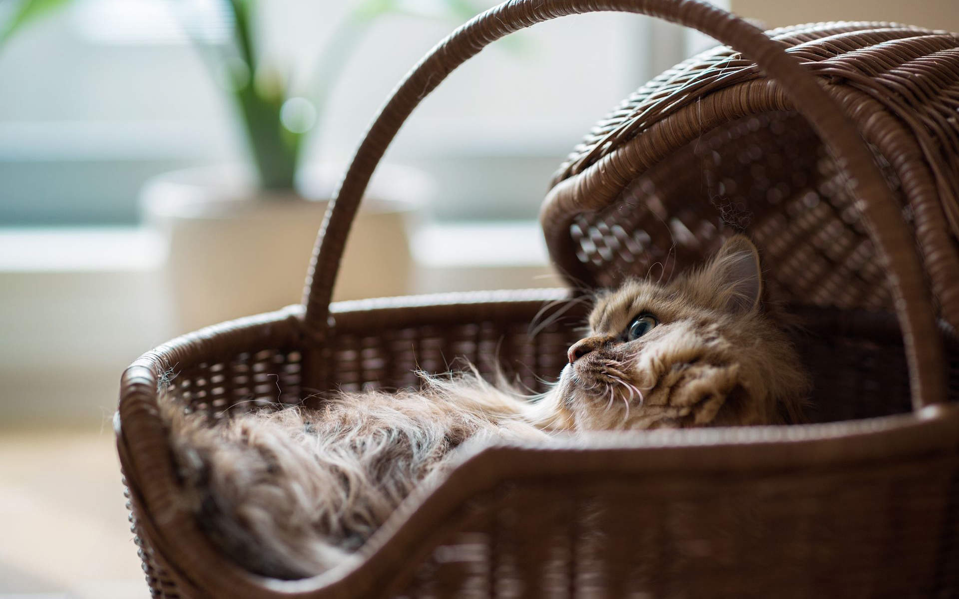 小猫图片