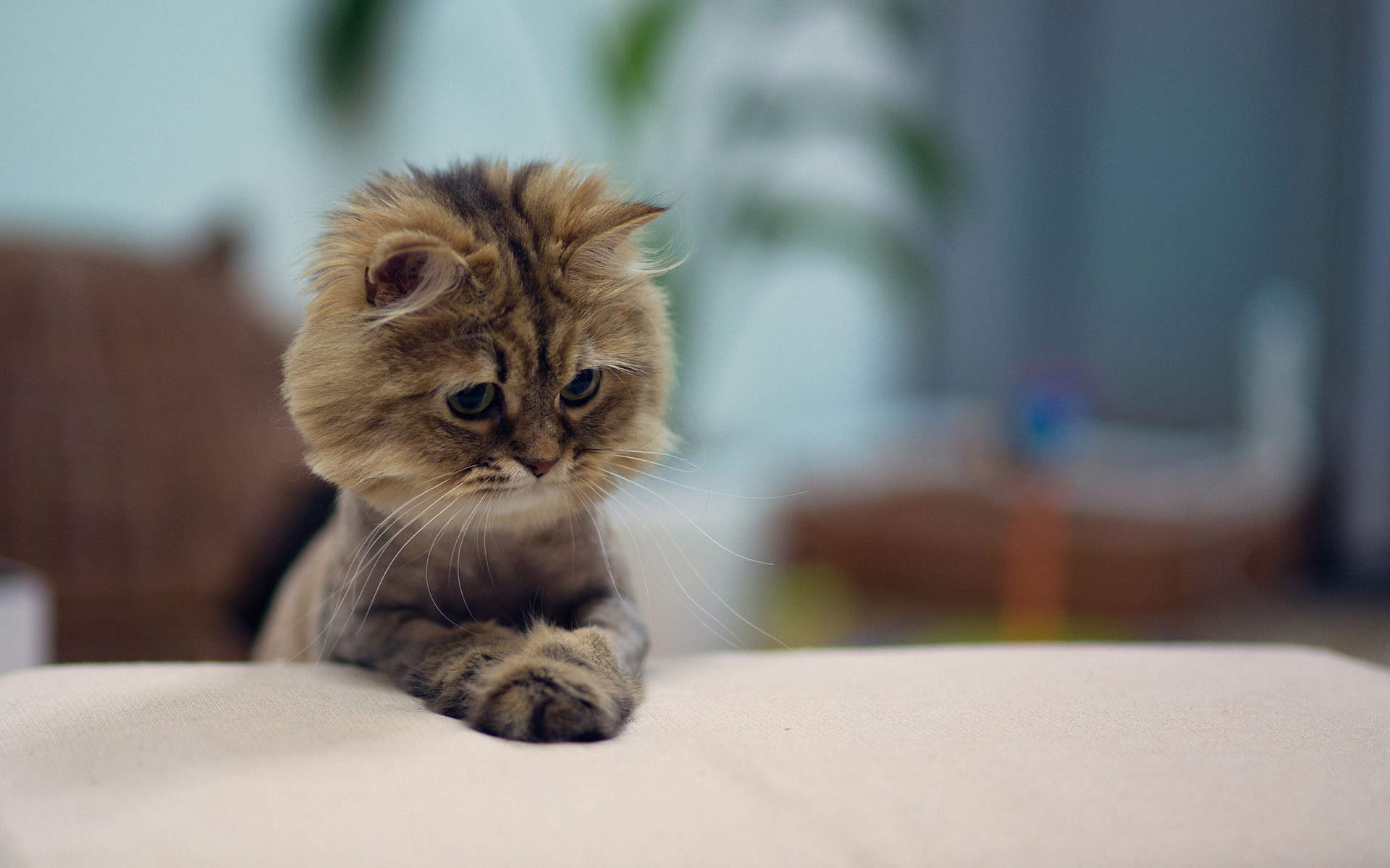 小猫图片