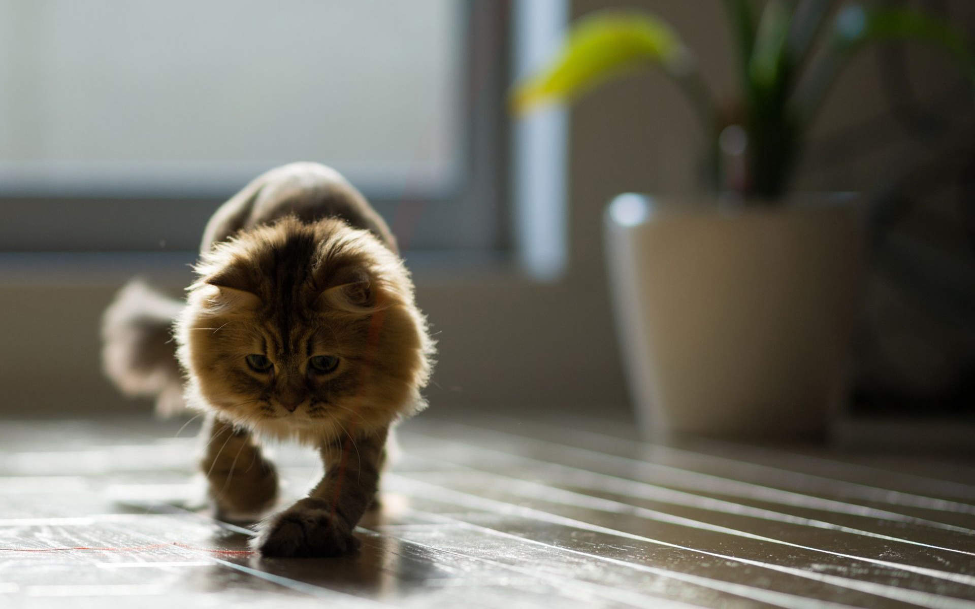 小猫图片
